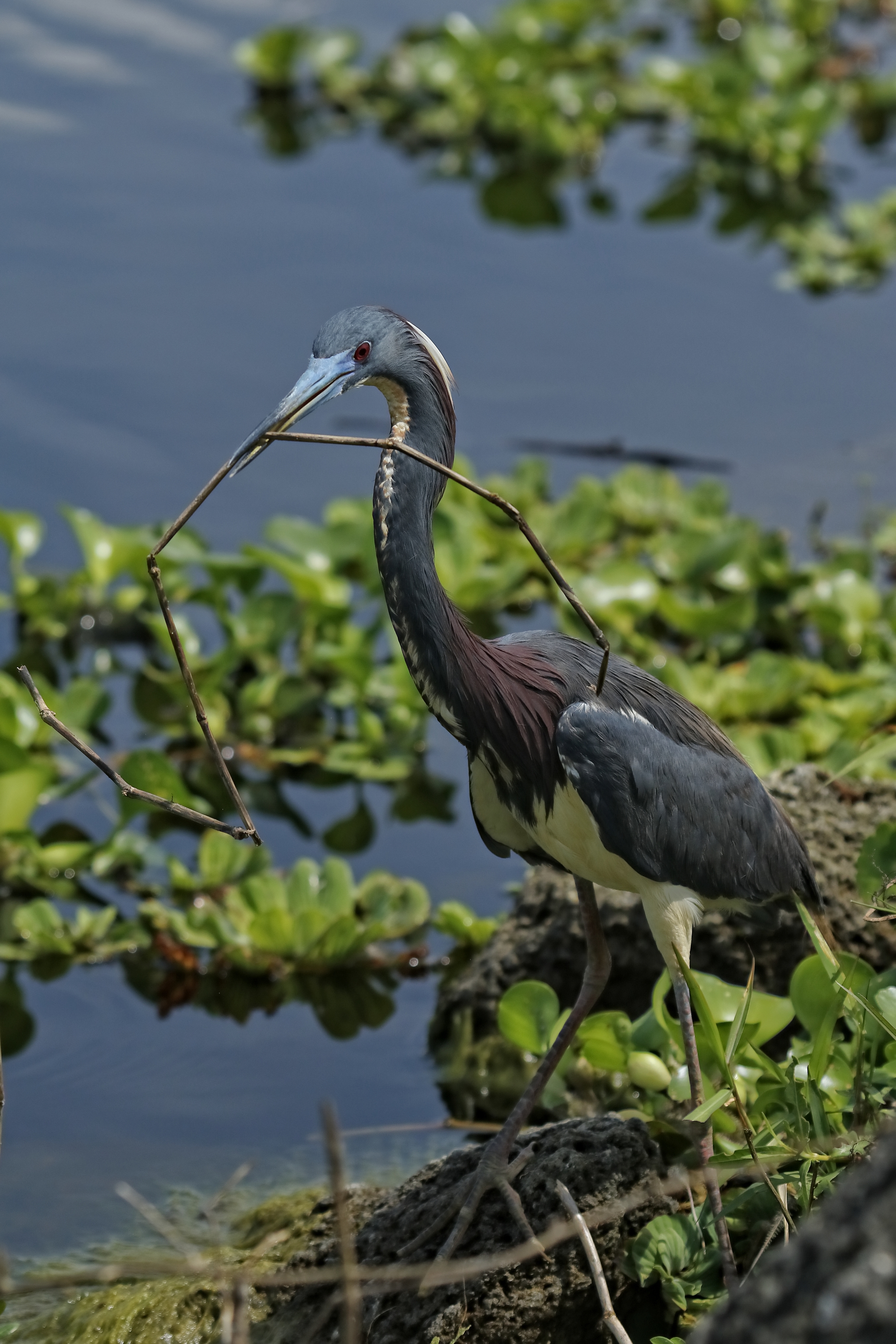 A tricolored heron struggles to get just the right one..