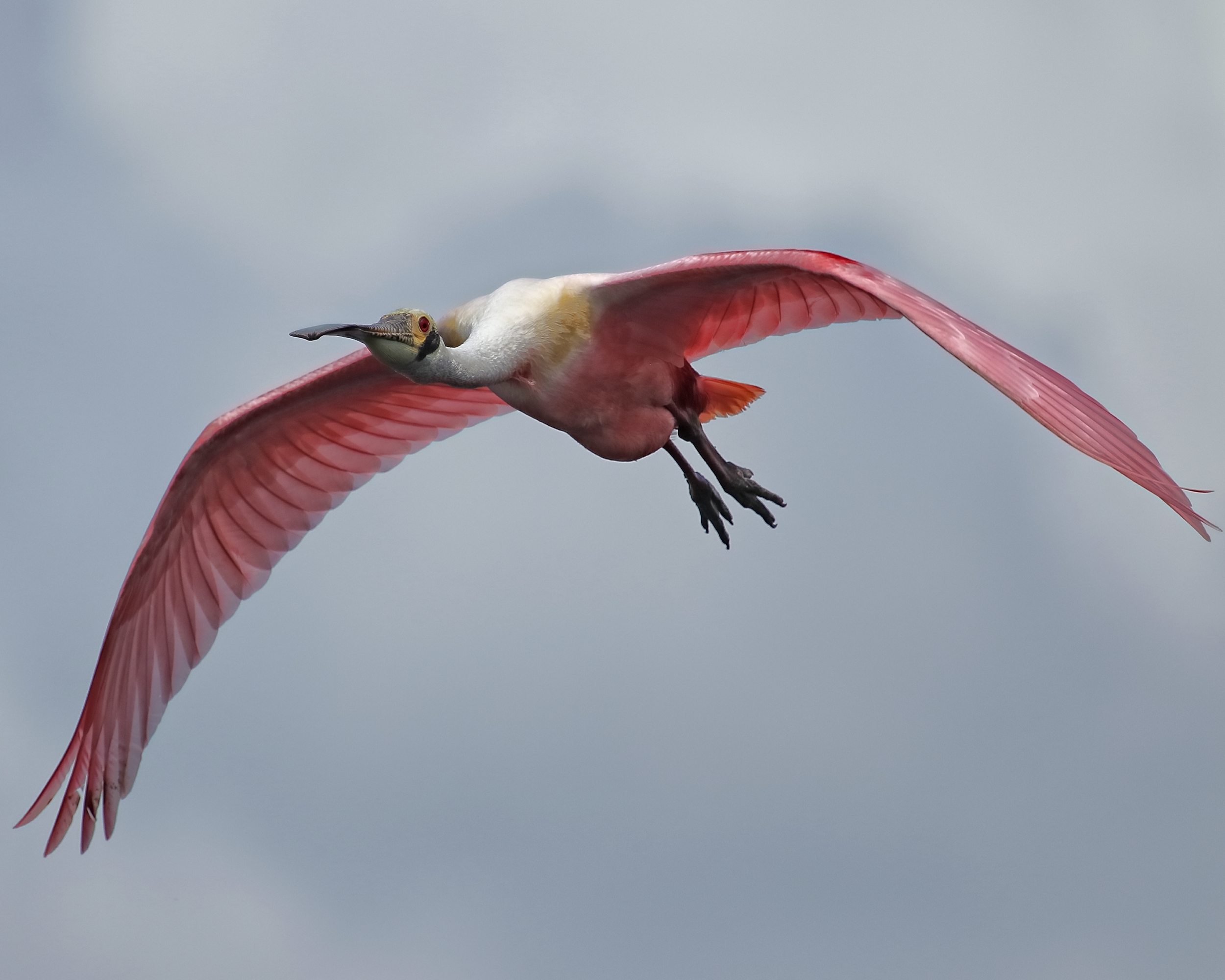 This plump Roseate Spoonbill flies by in search of the right stick too..