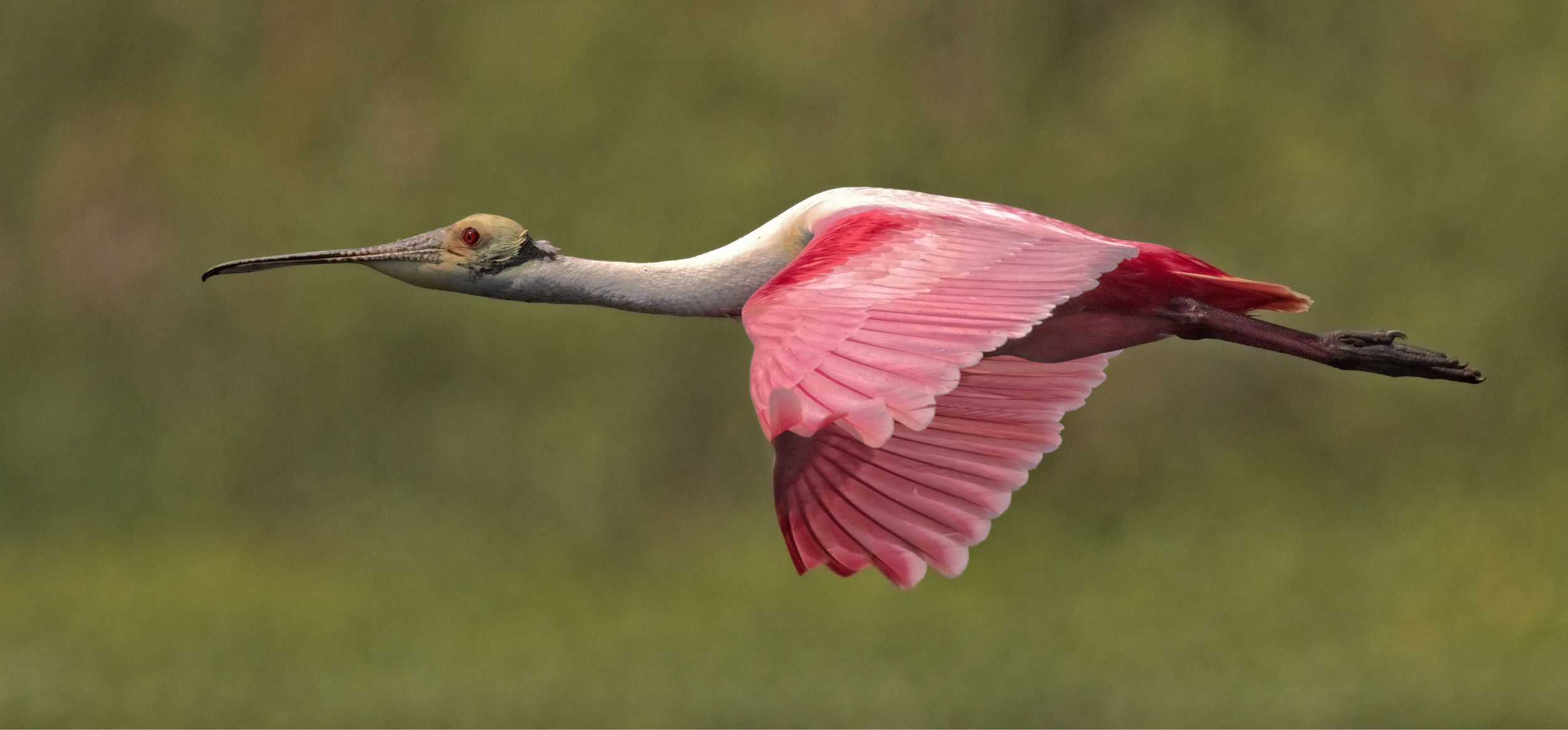 The spoonbill flies by again and again…looking for the right stick..