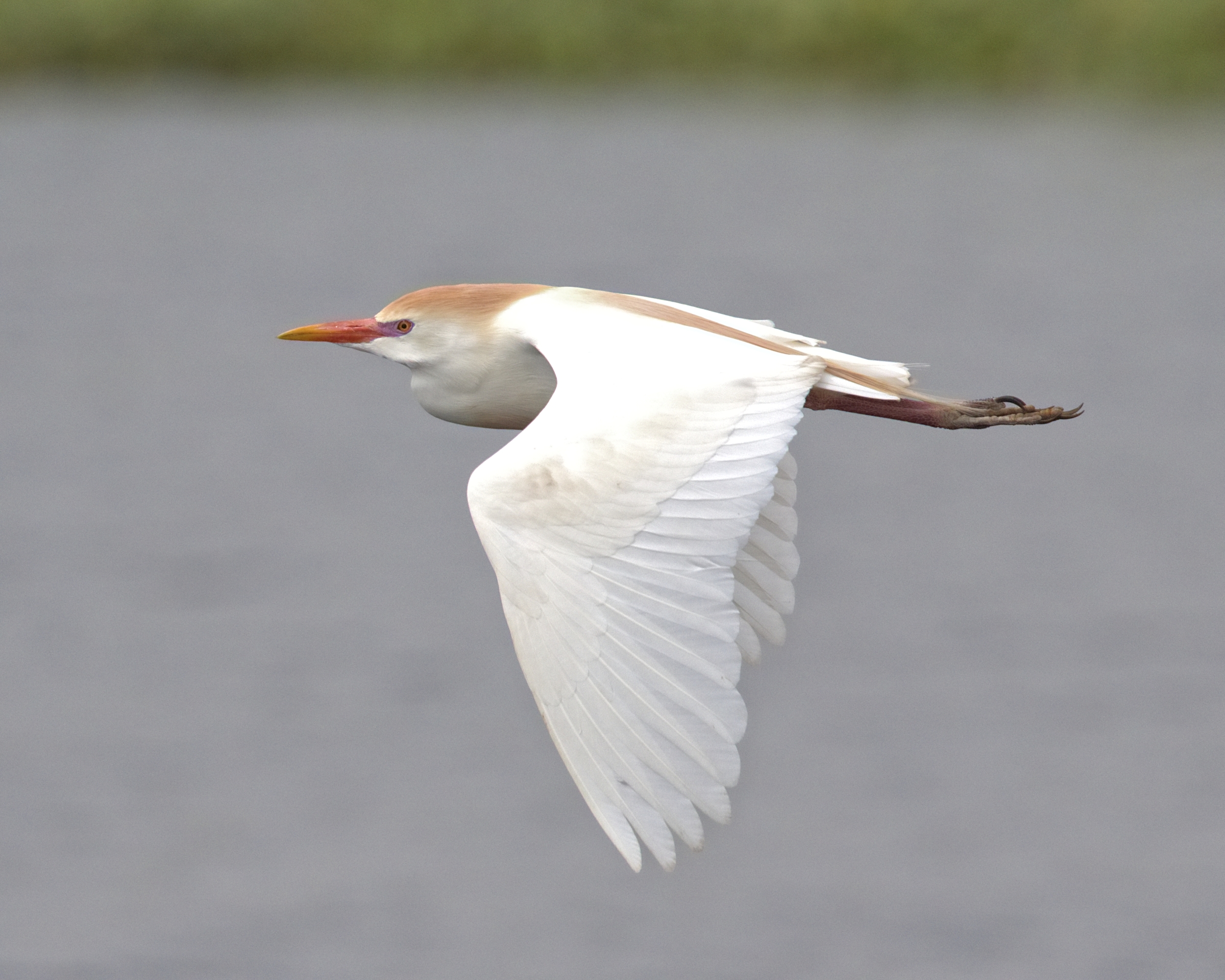 This Cattle Egret was very busy bringing sticks back and forth too...