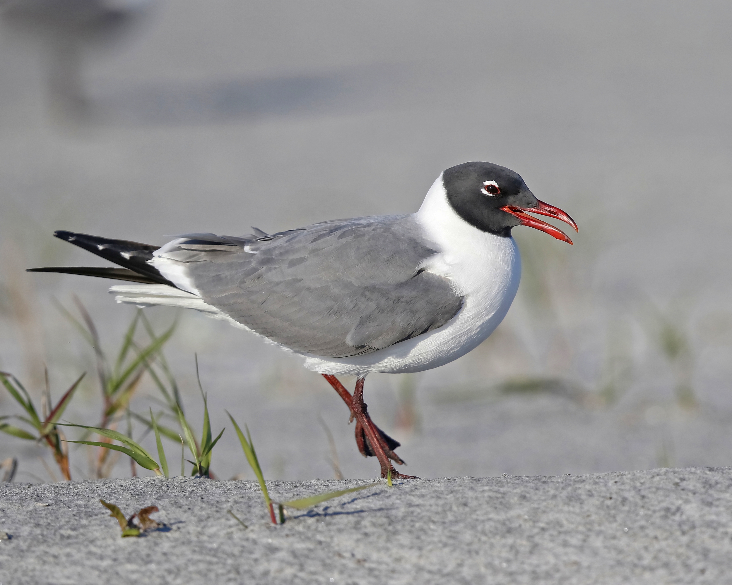 Laughing Gulls cracked me up with their antics..