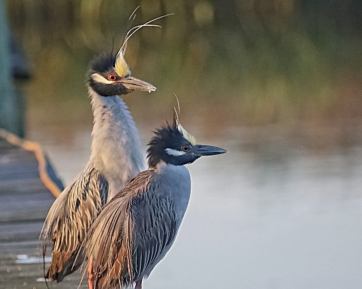 George does a neck stretch display to impress his mate..