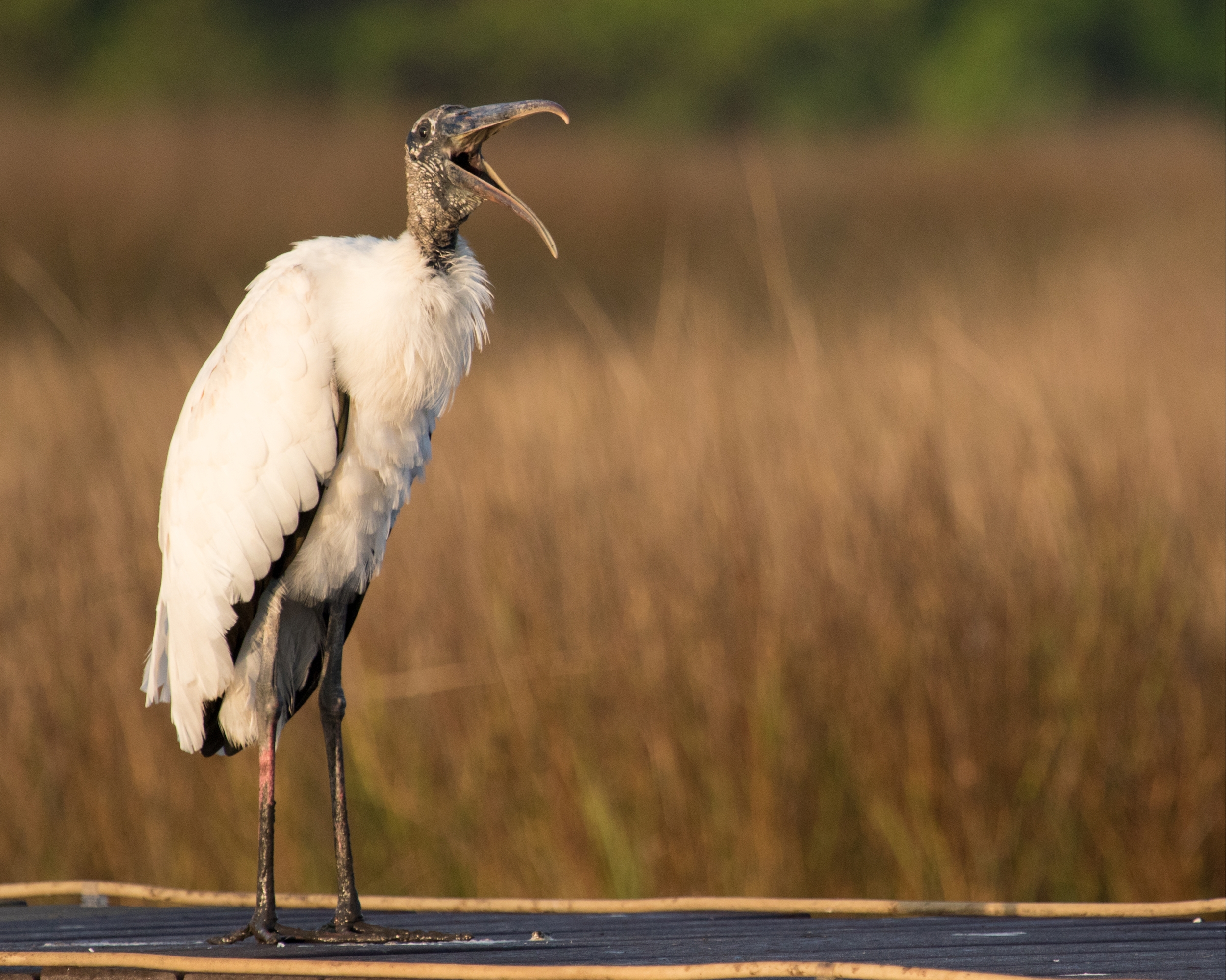 I am just an ole ugly bird…no one cares what is happening on the marsh..