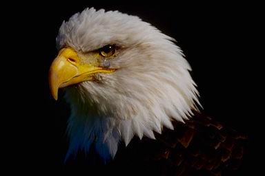 Another tear shed...Photo from this site..http://www.passionup.com/fun/fun1071.htm See the ABCs of Patriotism..