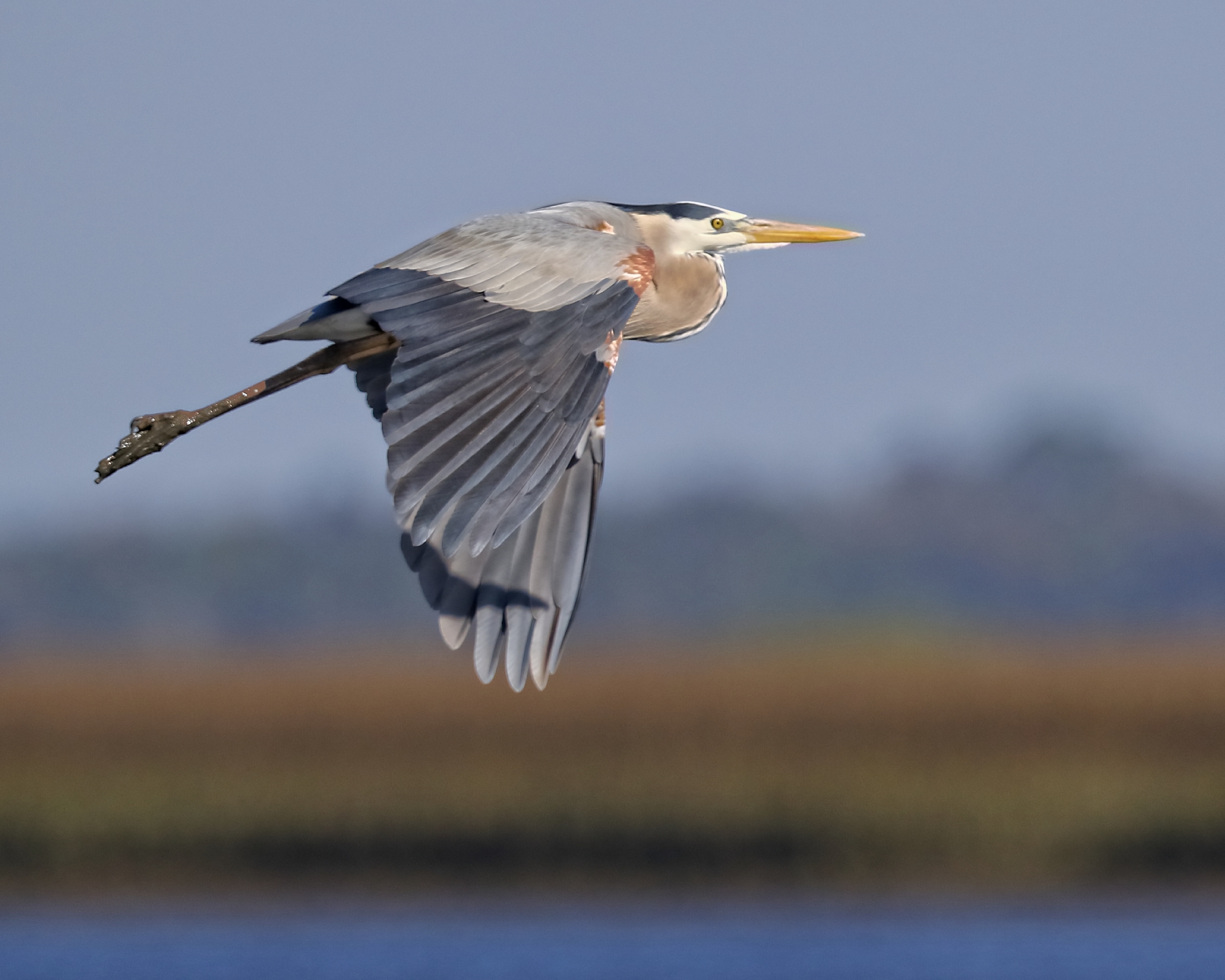 Great Blue Heron lifts off from the marsh at Sisters Creek.