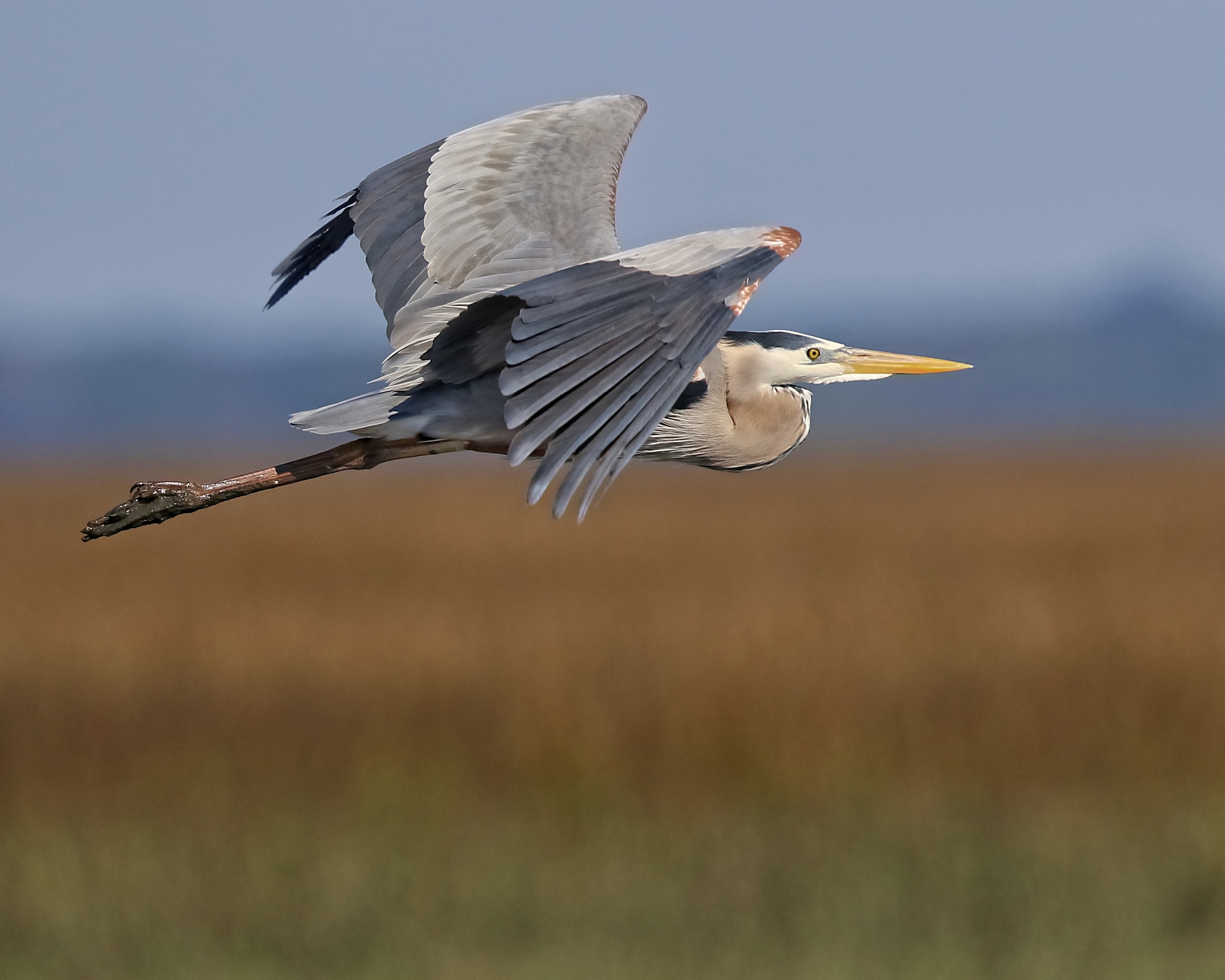 This Great Blue Heron has also risen…Hope you had a blessed Easter..