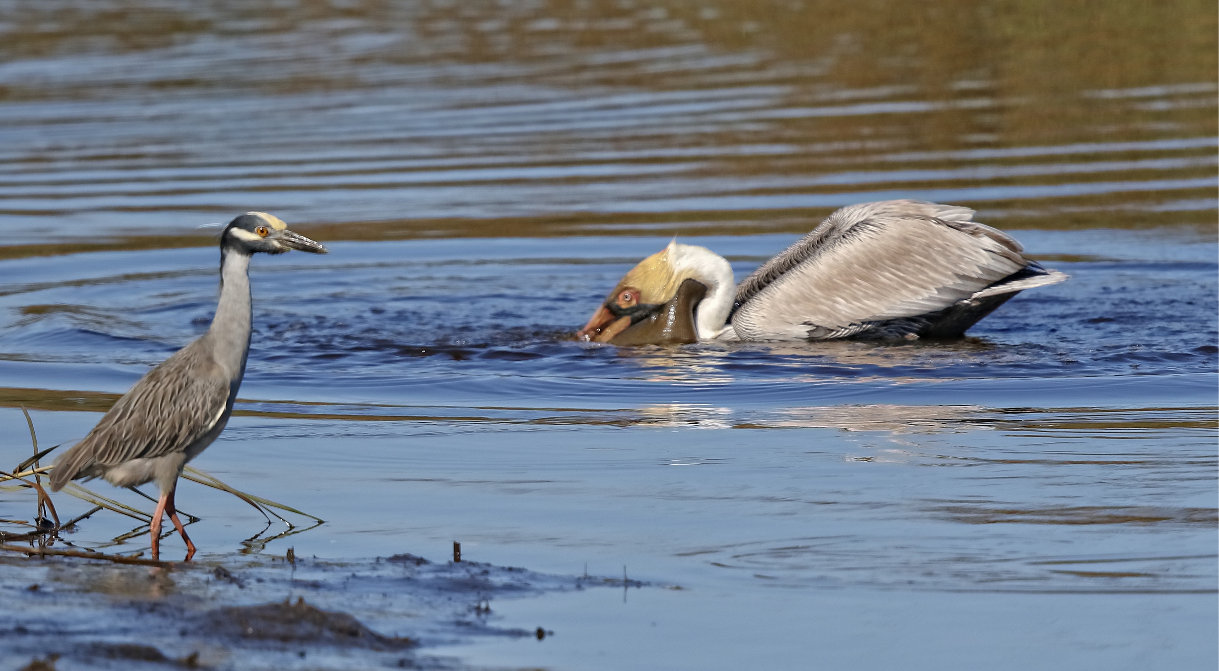 Different marsh birds have different fisin equipment and techniques…some scoop or grab..