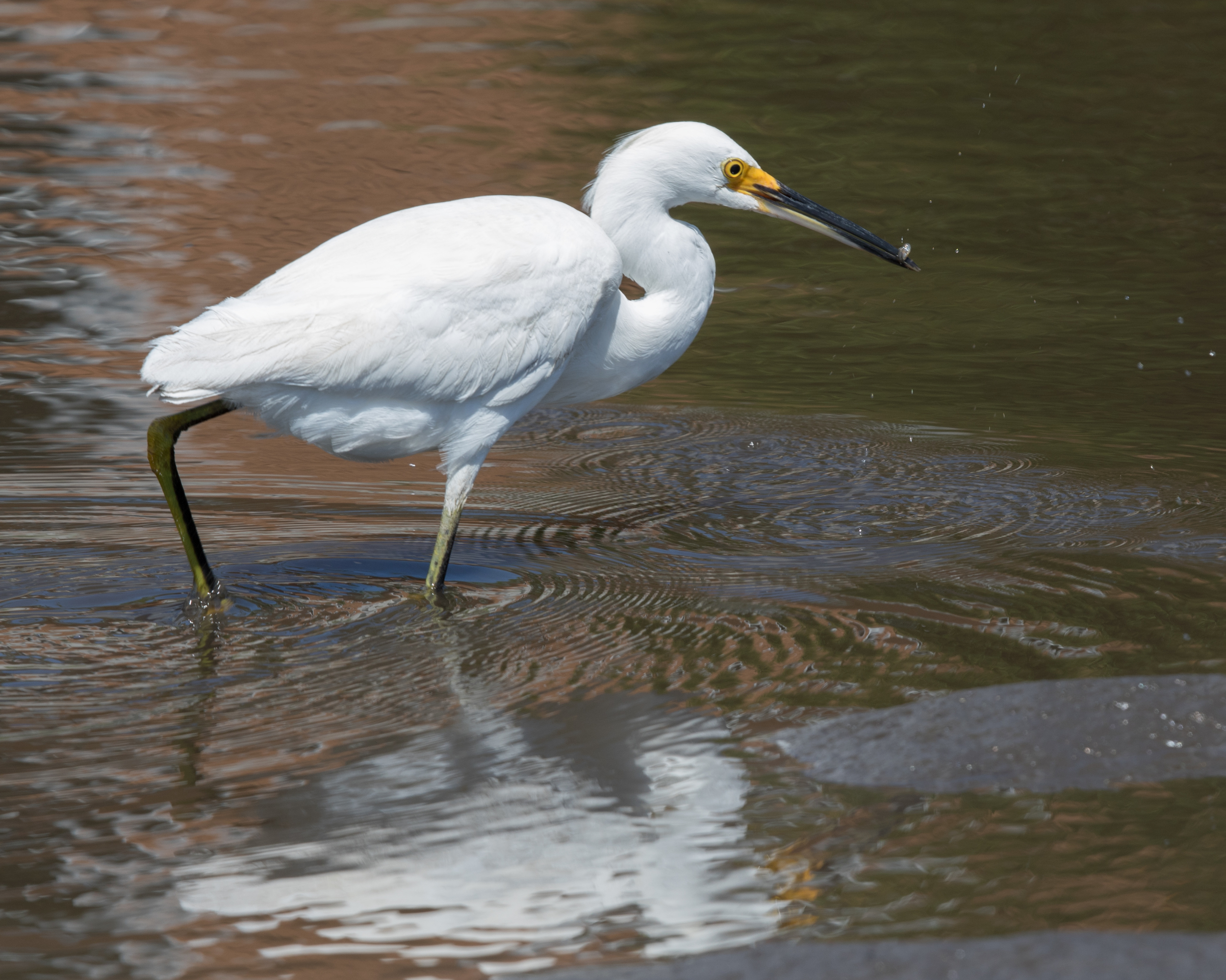 Some Egrets and Herons snatch and grab..