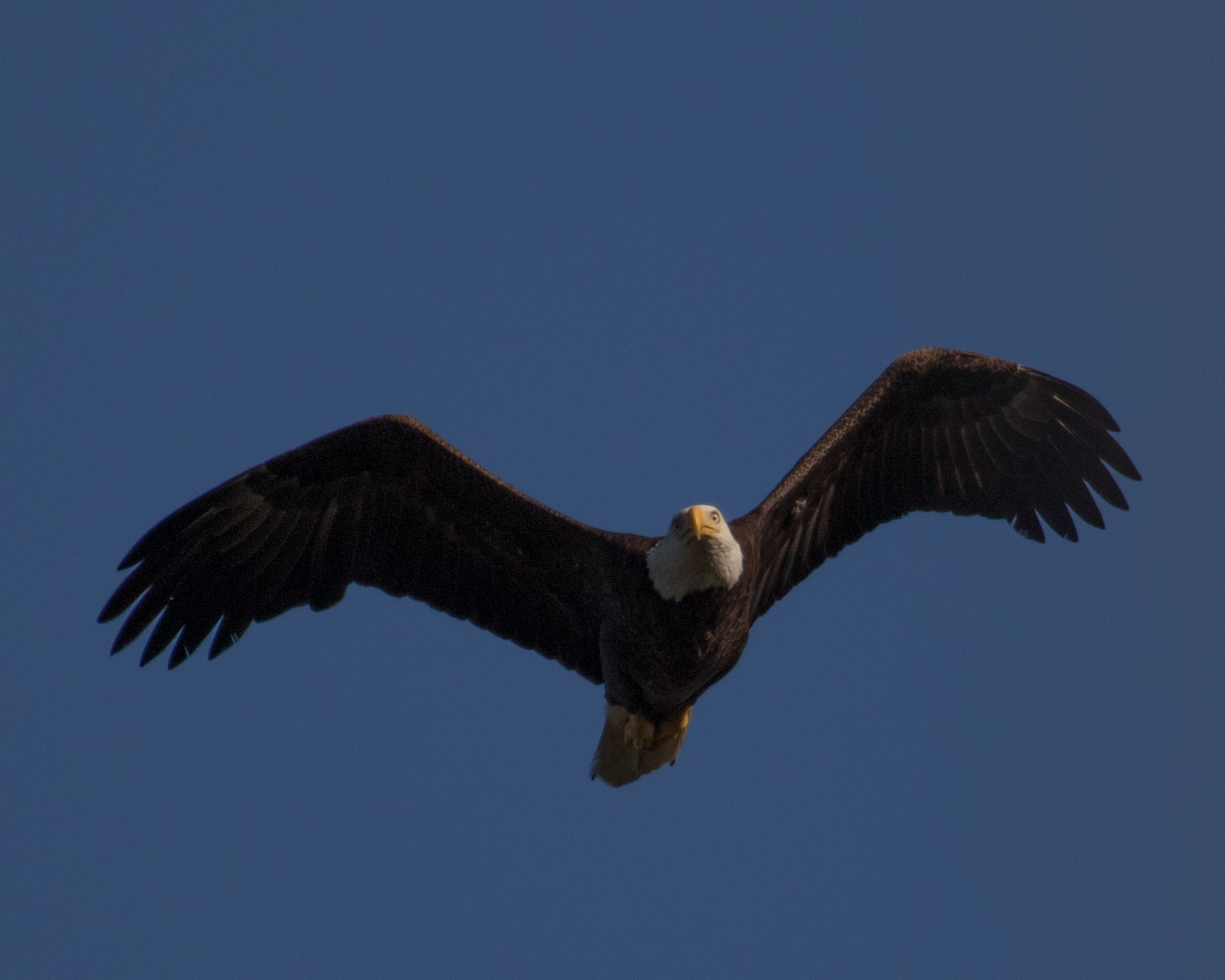 The Eagle hunts from above