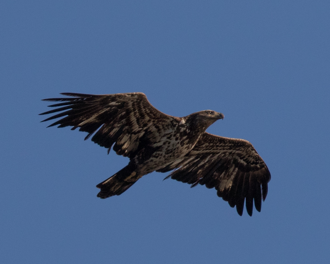 This fledgling eagle is taught to first soar and then to hunt fish and score!
