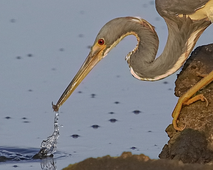 This tricolored heron spots a minnow and deftly plucks it with ease
