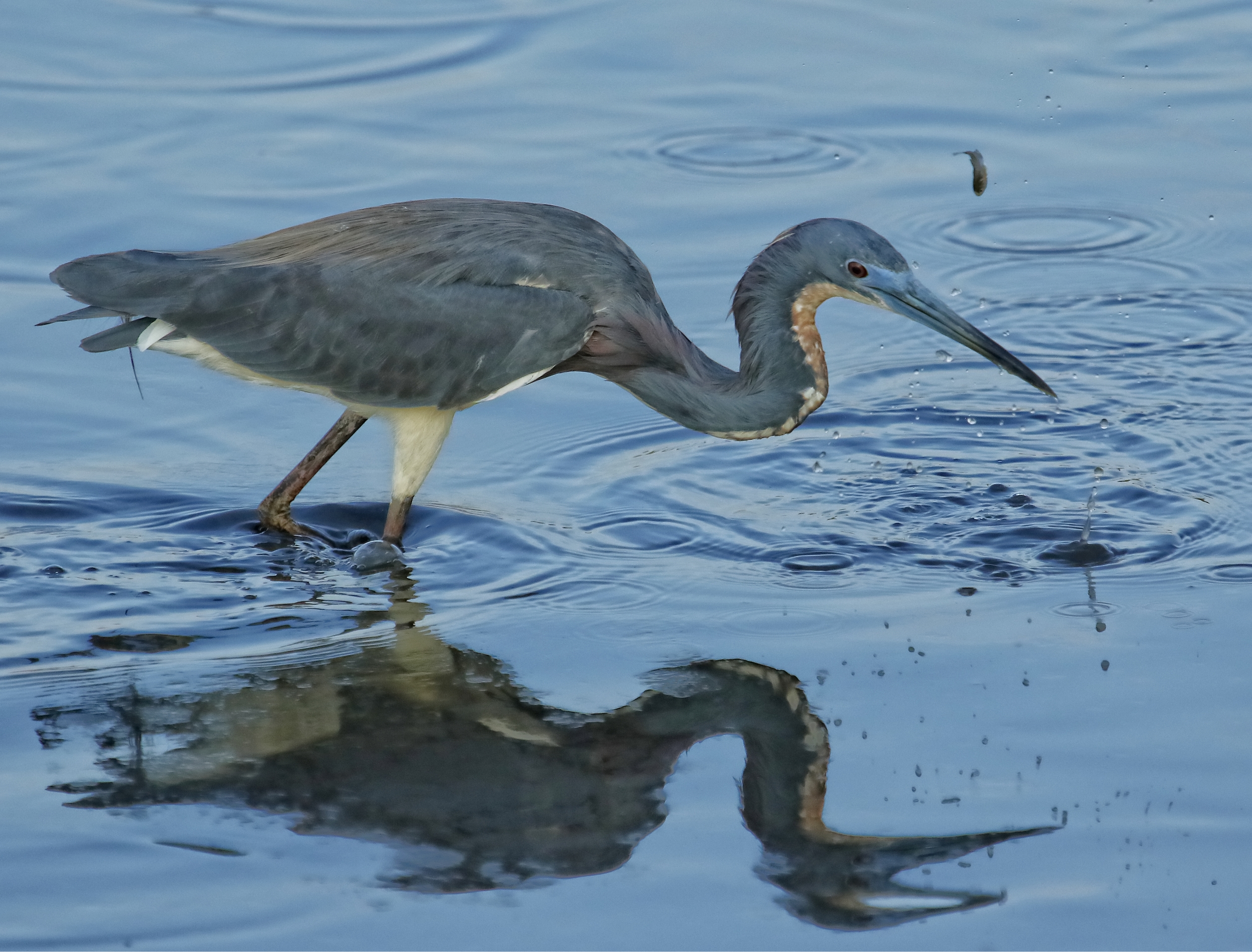 Sometimes the minnow escapes to live another day…but not often..