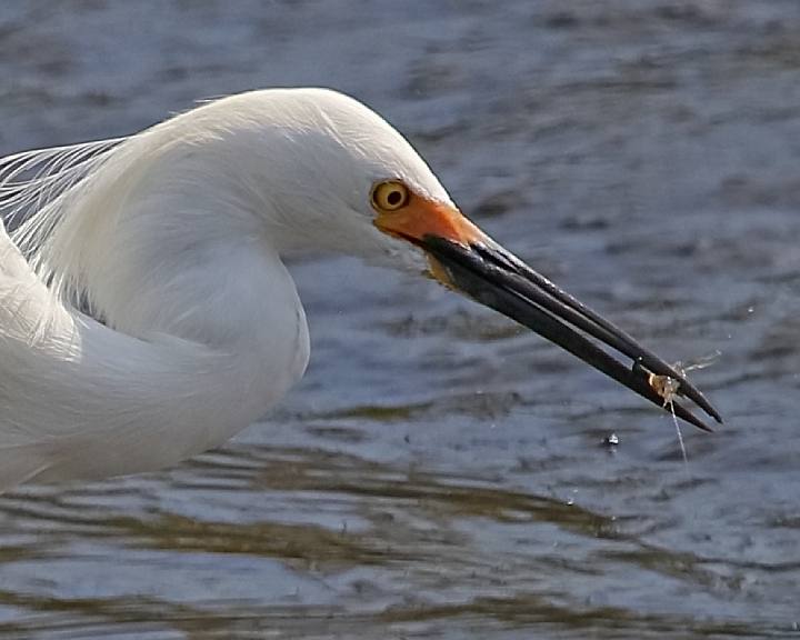 Shrimp omelette is the fare for this Snowy Egret today..