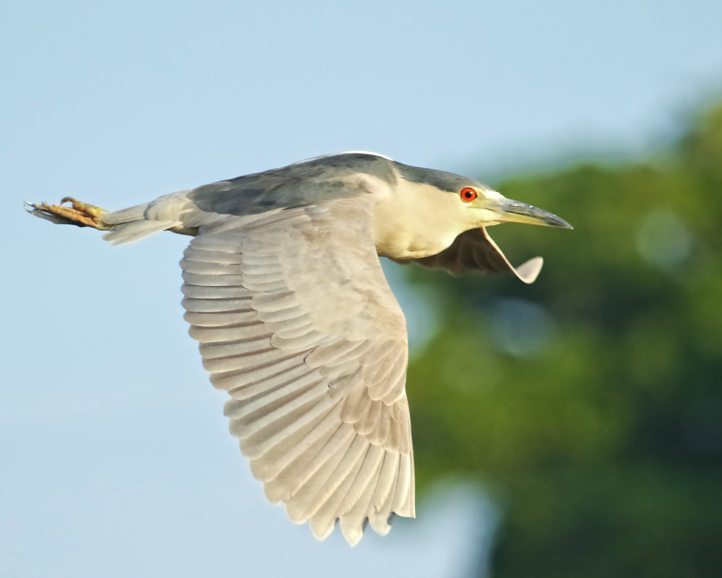 The Black Crowned Night Heron sets out at sundown for a night on the marsh…back at the Night Heron Hotel nest is a sign that says….gone fishin