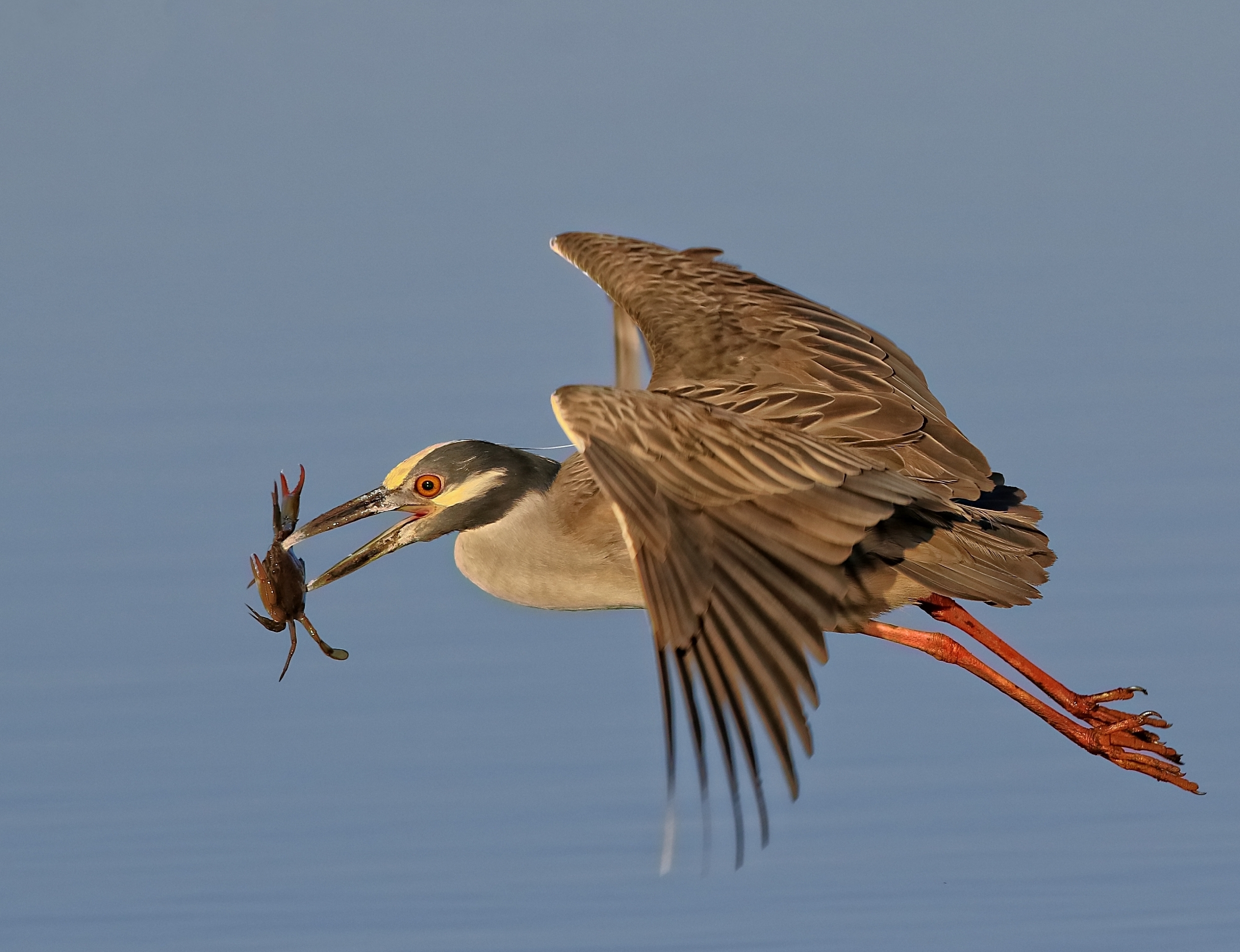 Crab, it's what's for breakfast