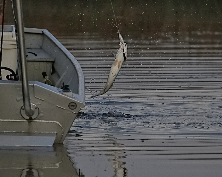 Sometimes it pays off and you start "catchin"…birds have different fishin styles too…!