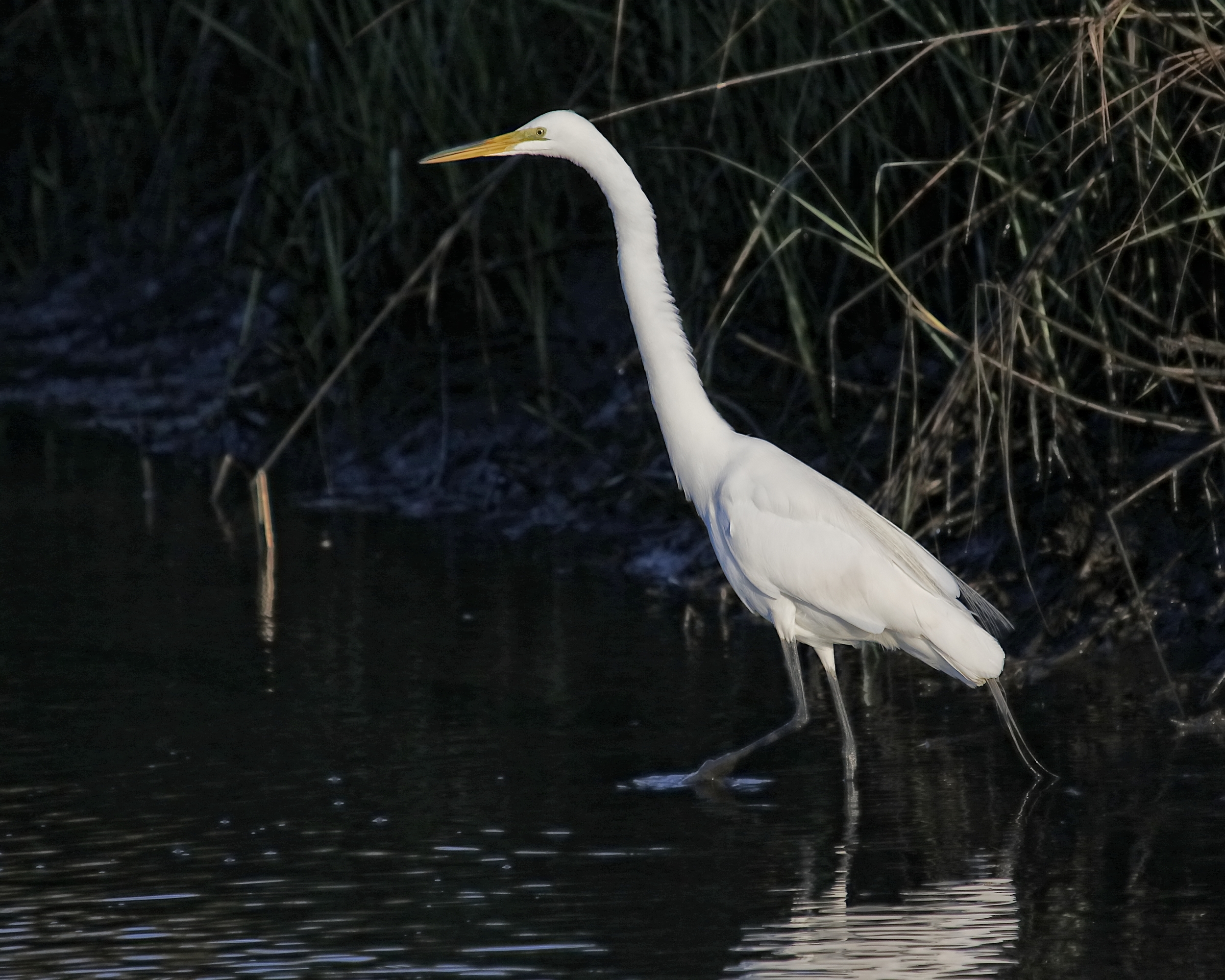 The next morning begins as usual, The Great Egret finds a nice quiet spot in the marsh to hunt for minnows.