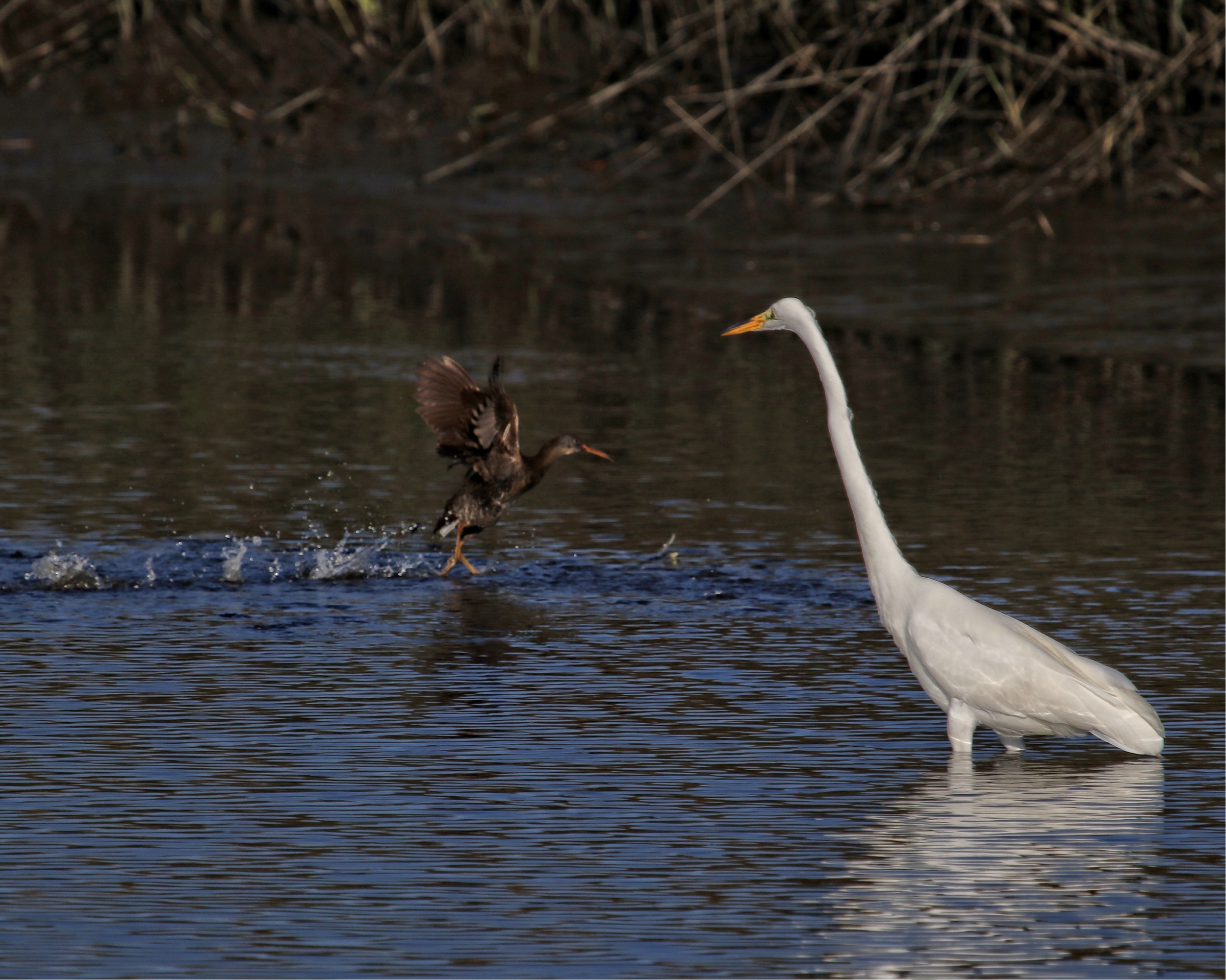 When suddenly out jumps the clapper rail . The Great Egret says "It's the boogey bird !