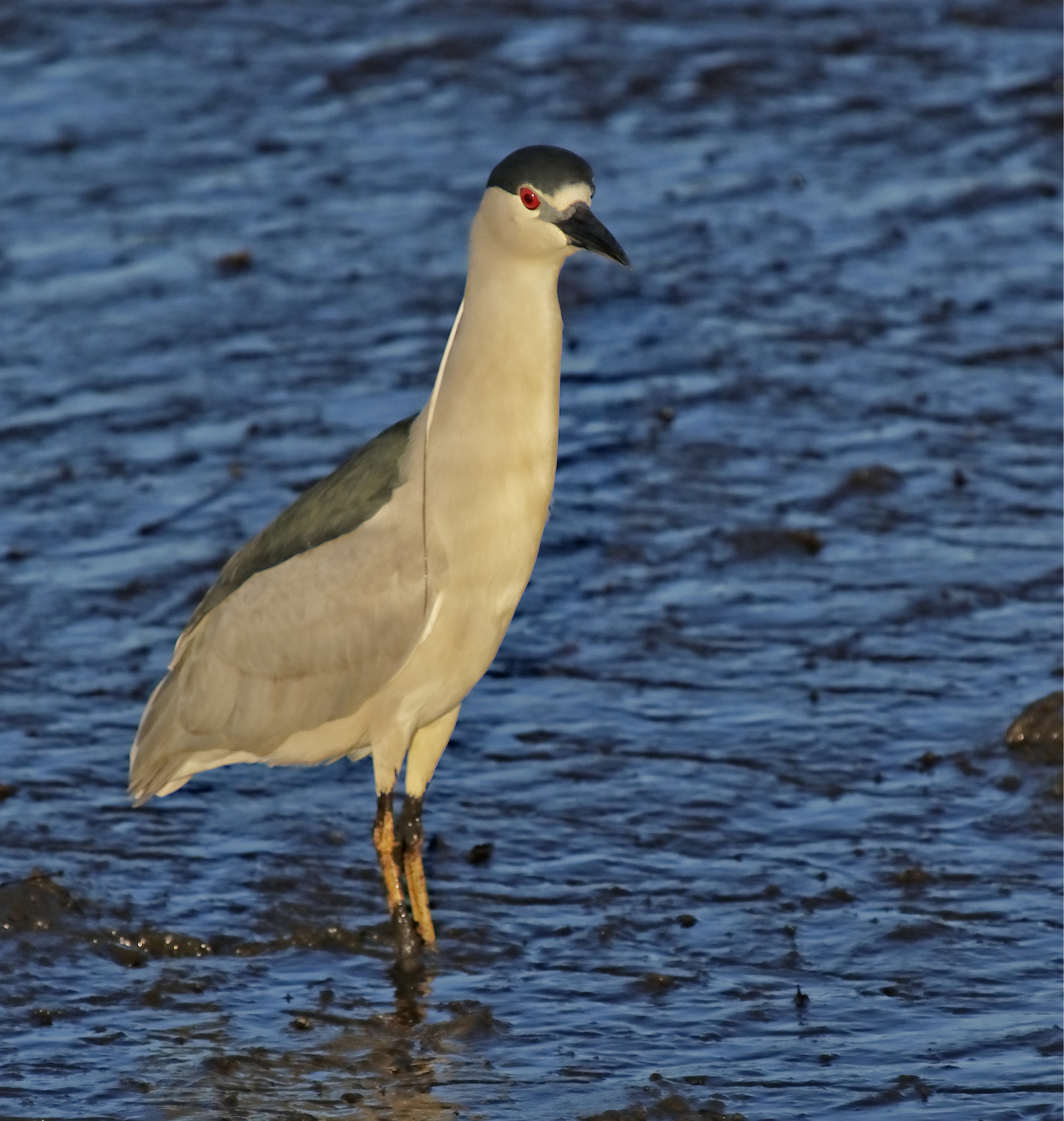 The Black Crowned Night Heron lands in the marsh in front of me and looks at me with its huge red eyes!