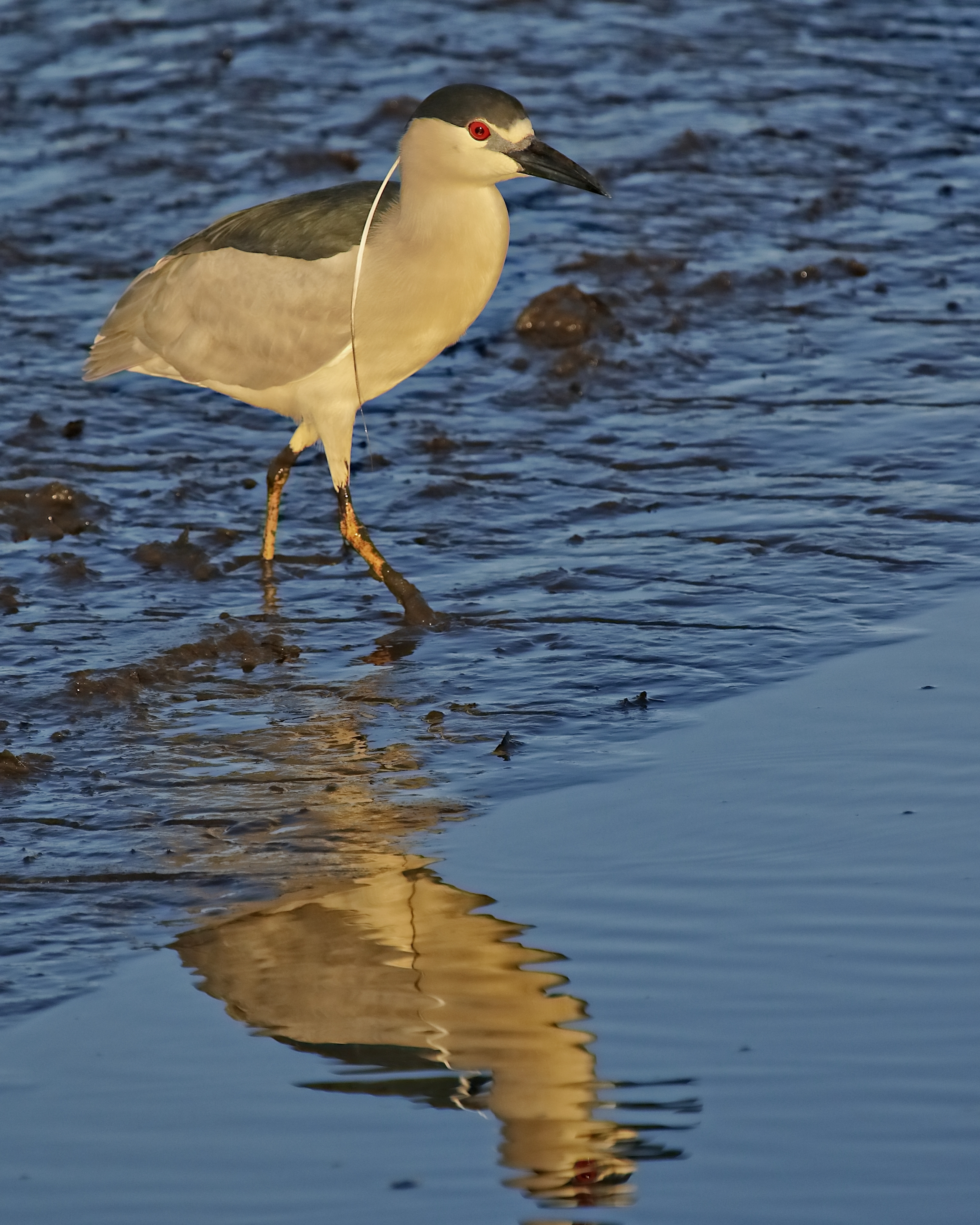 Yes, I heard the stories about the Boogey Bird. .surely you don't believe that stuff?