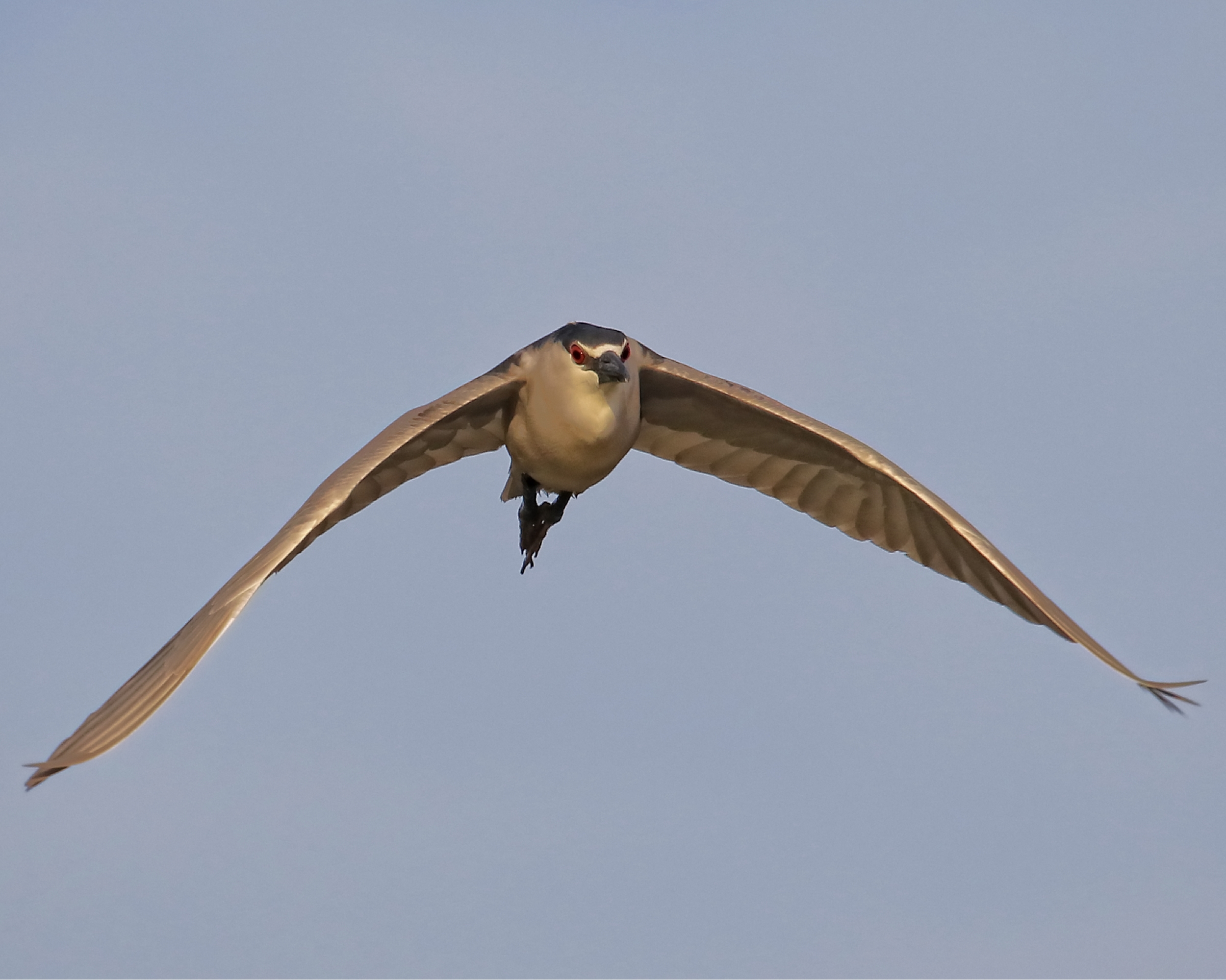 Then I spot the Black Crowned Night Heron taking the Red Eye flight home after a night on the marsh