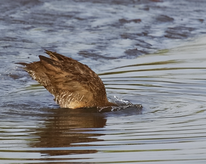 Splish Splash..the Clapper Rail was taking a bath...