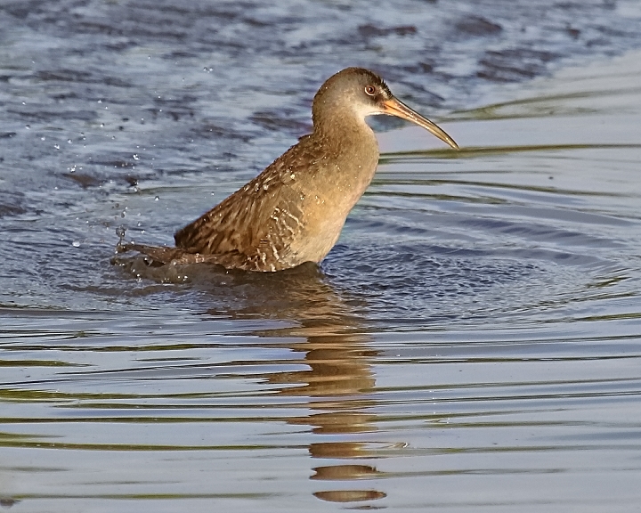 Ahhh ….nothing like a nice private morning bath.
