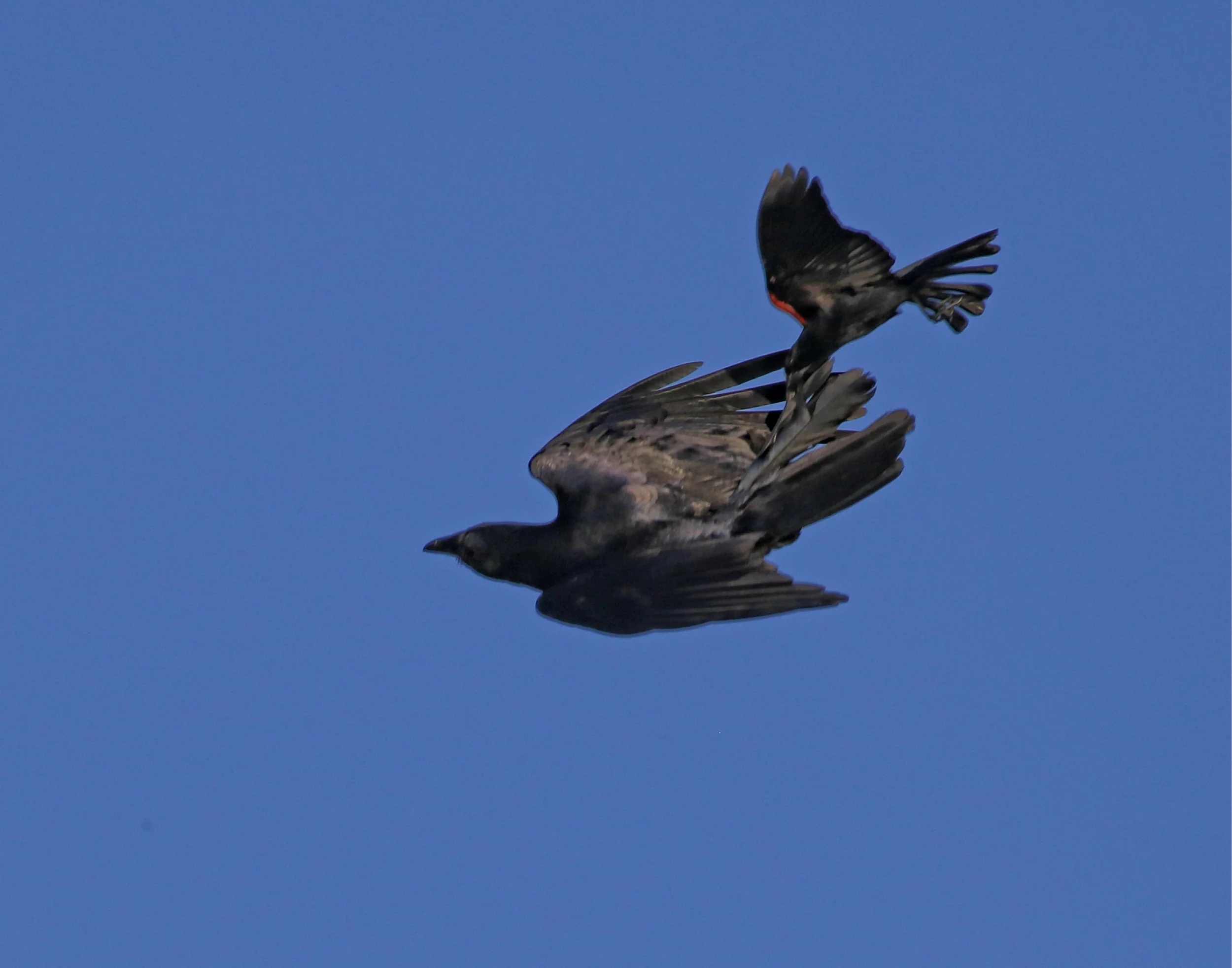 And Stay out of here!…Plucky lil red winged Blackbird grabs the crow by the tail!