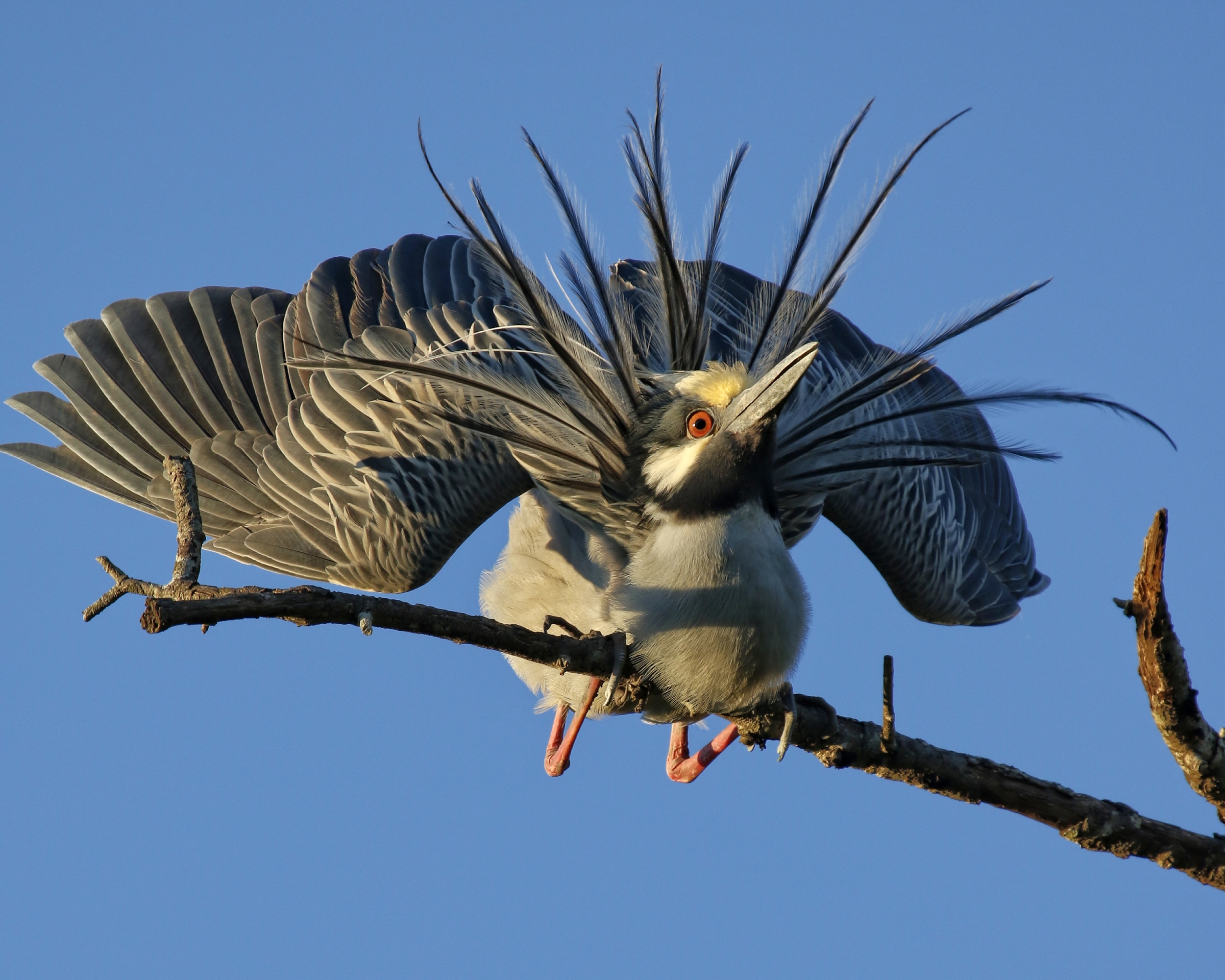 AHHGG! The boogey bird!