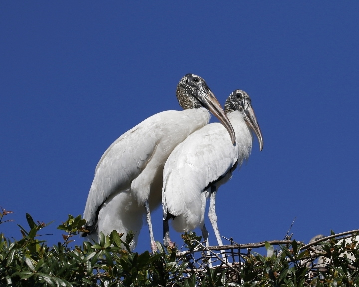 These two are my Bird In Laws…they really loved each other…I have a mixed marriage to a southern bird of another feather…her hair feathers are "funny" some folks say...