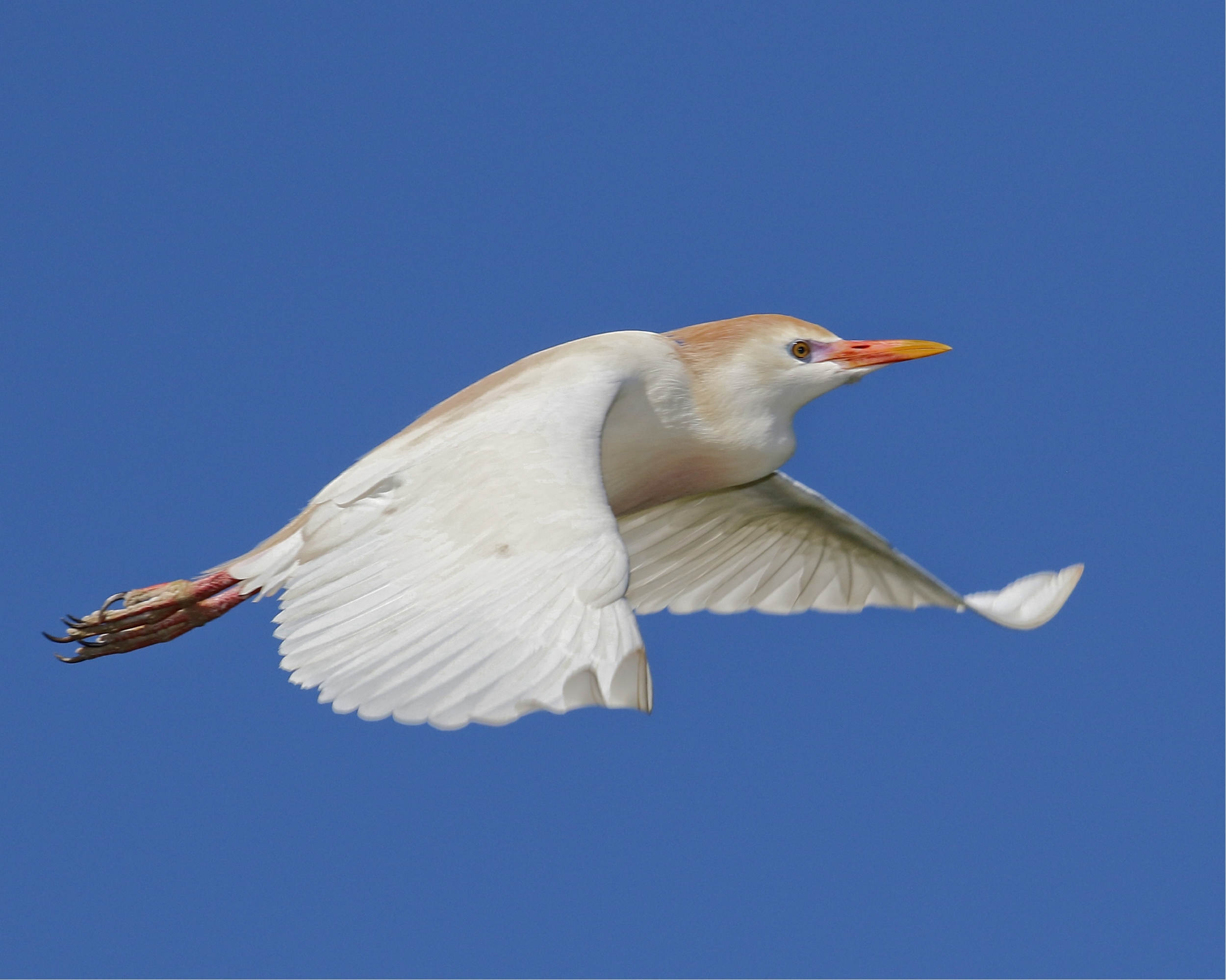 I was raised on a farm with some Cattle Egrets…this is my step birdbrother..