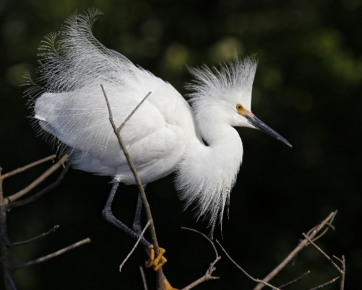 They live where there is Snowy Egrets..too cold for my thin feathered blood..
