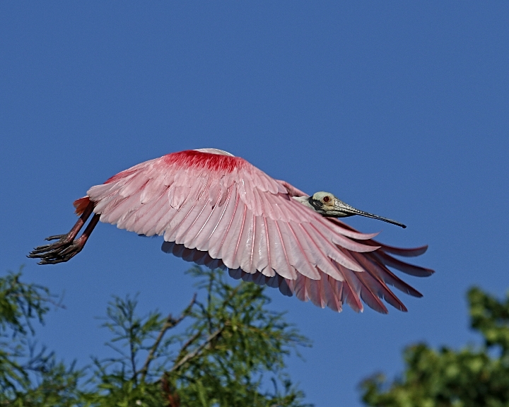 Life has not alway been rosy…except if you are a Roseate Spoonbill of course..