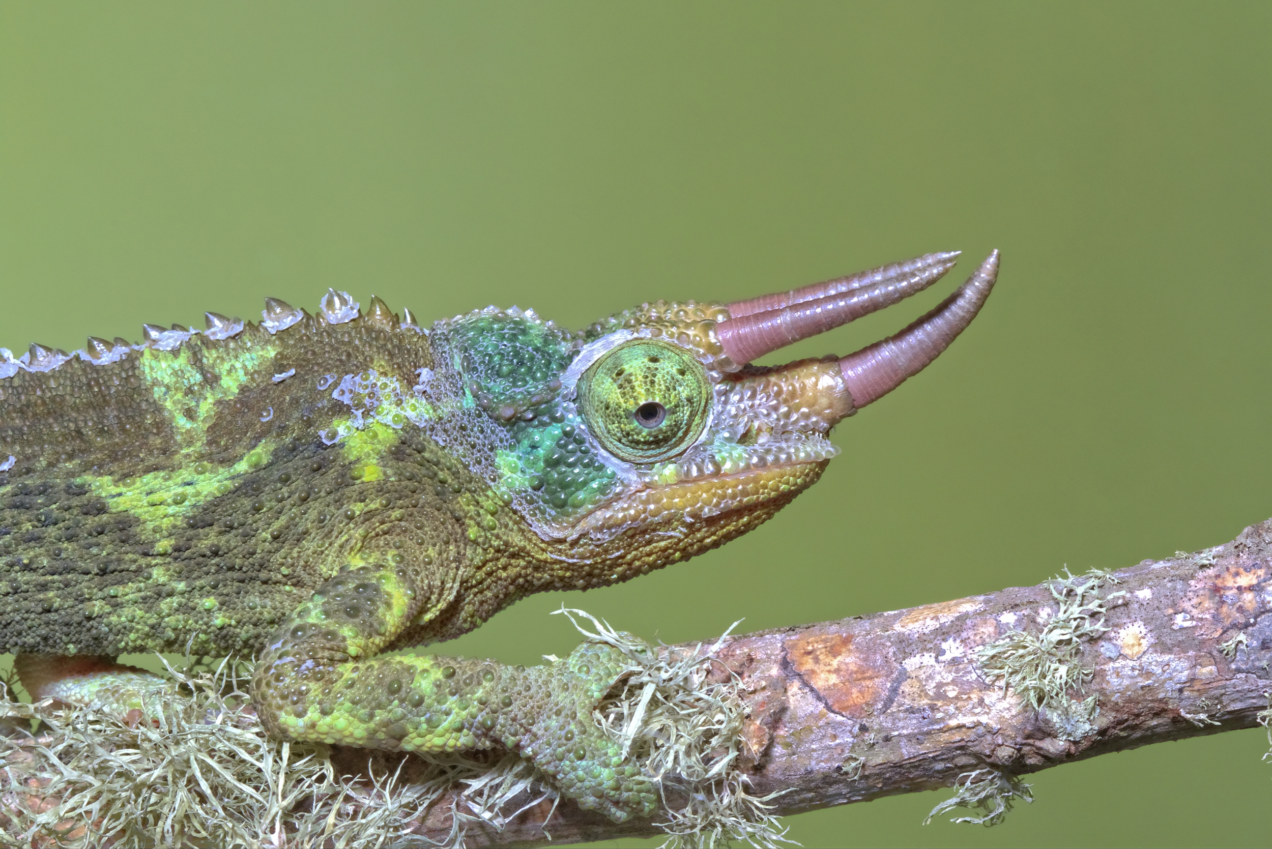 Hi, I am the Lizard of Oz. Jacksons Chameleon male, East Africa