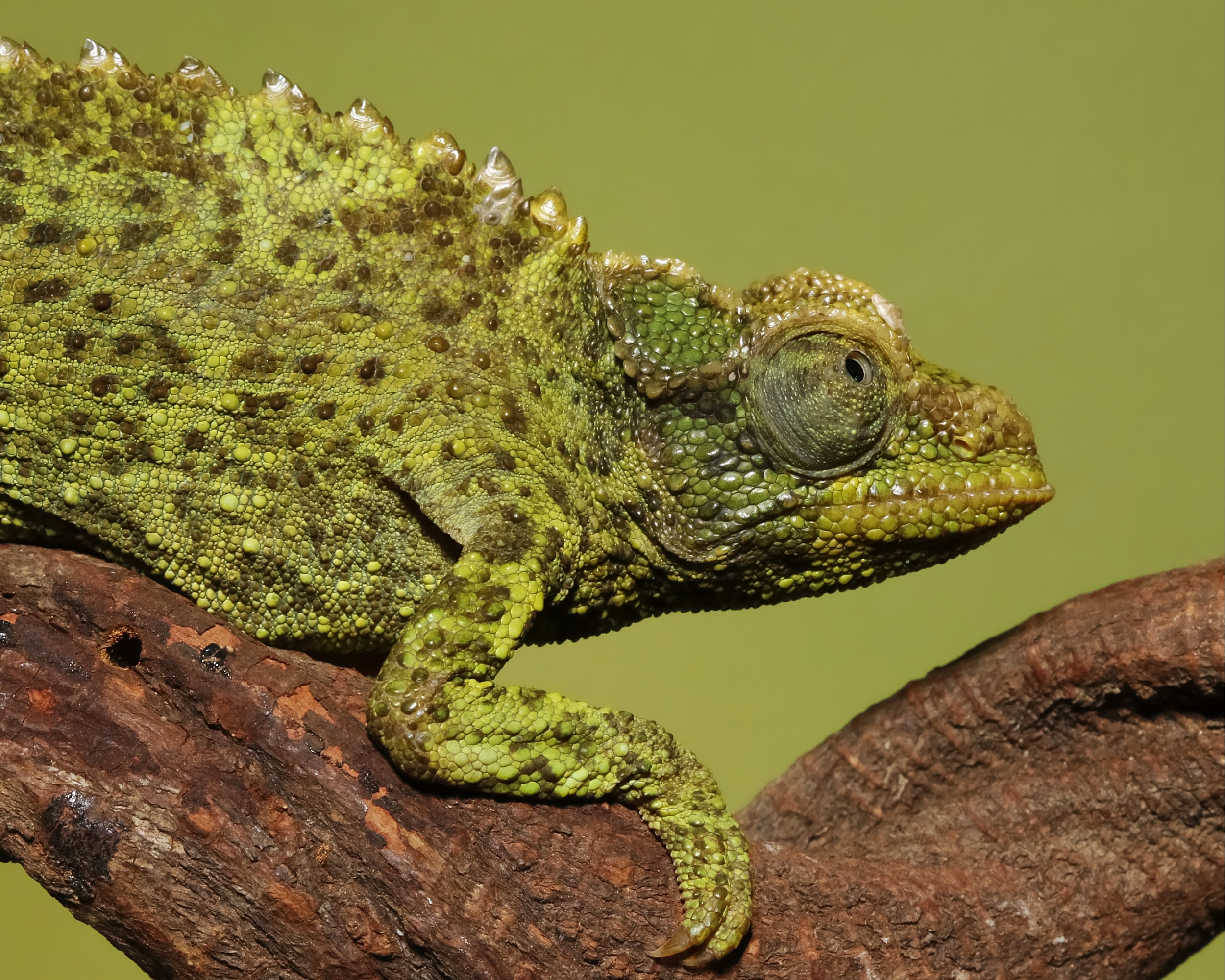 Meet the little lady lizard of Oz..Jacksons Chameleon female.