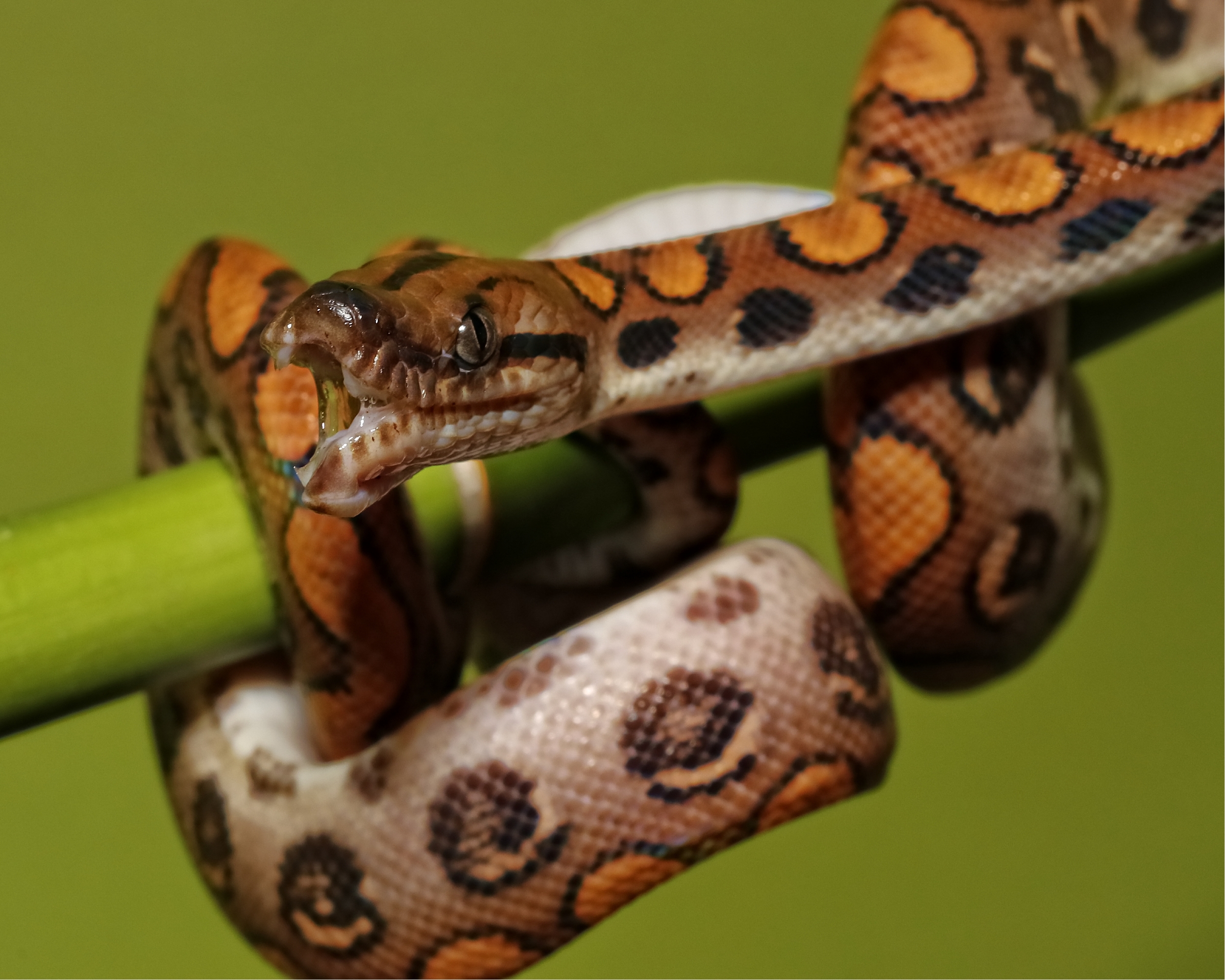 Rainbow boa..look at my new teeth coming in!