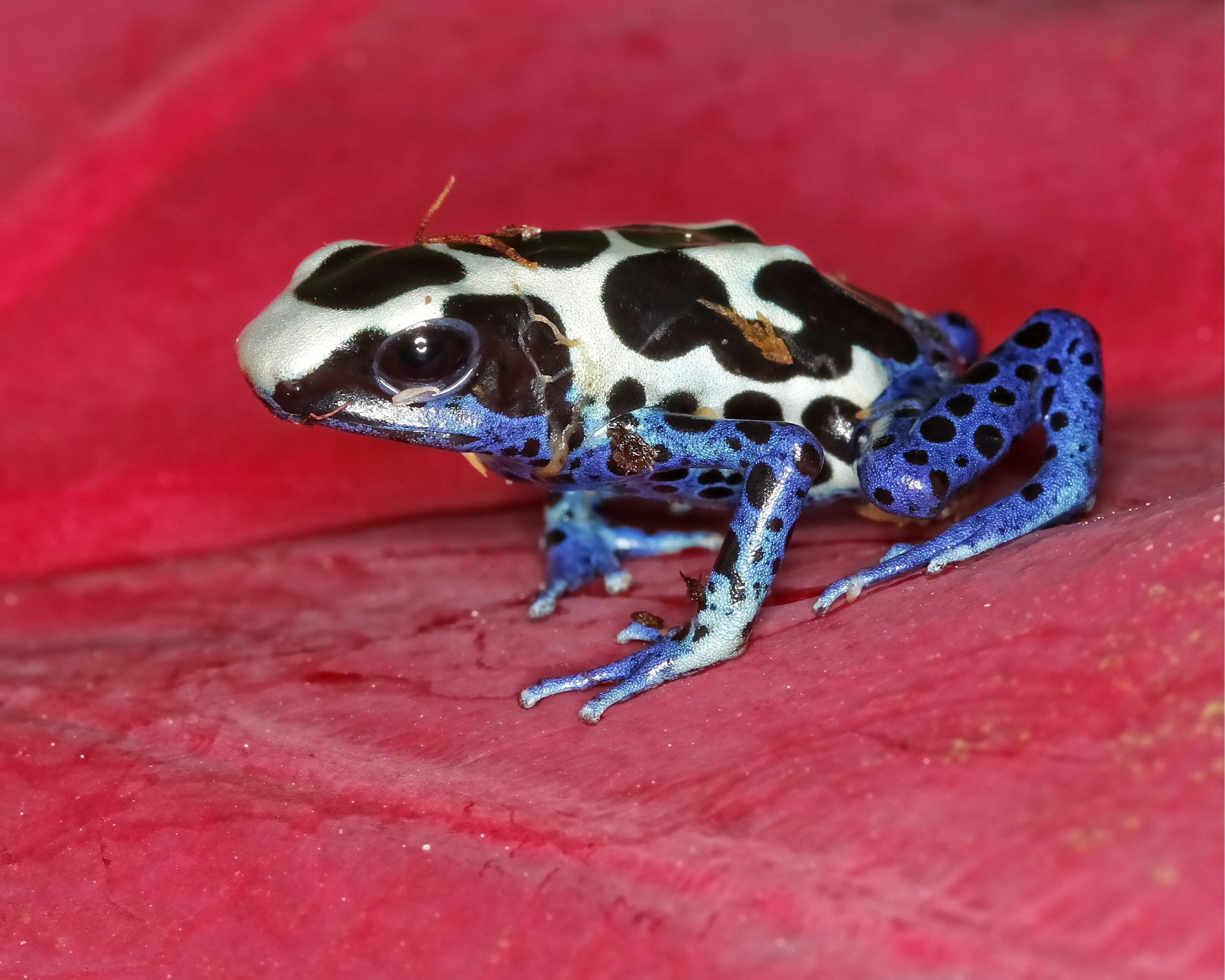Cobalt Dart Frog…yep, the kind they make poison darts with..