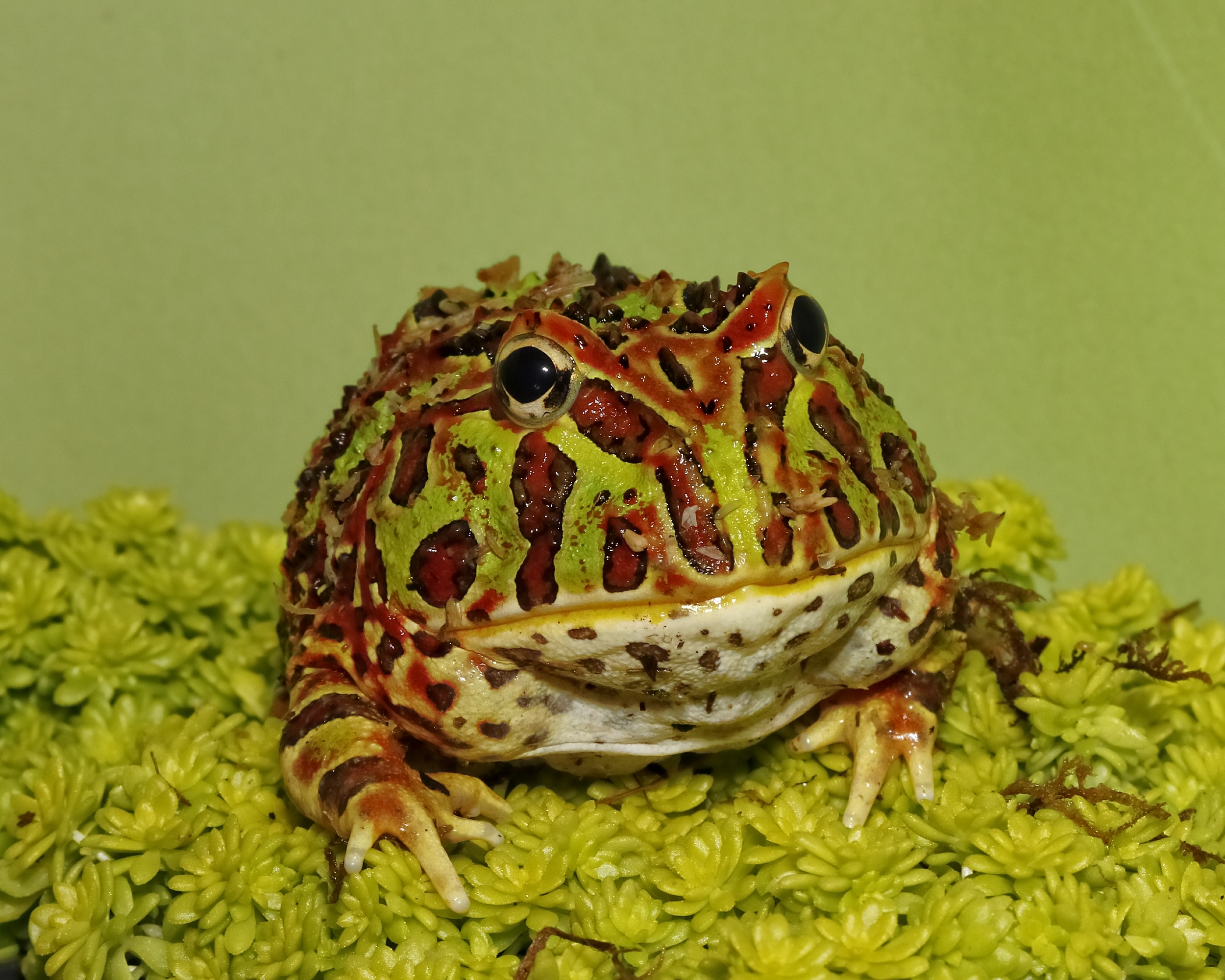 Hurry up and kiss me and I turn into a handsome Prince…really! Ornate Pacman Frog