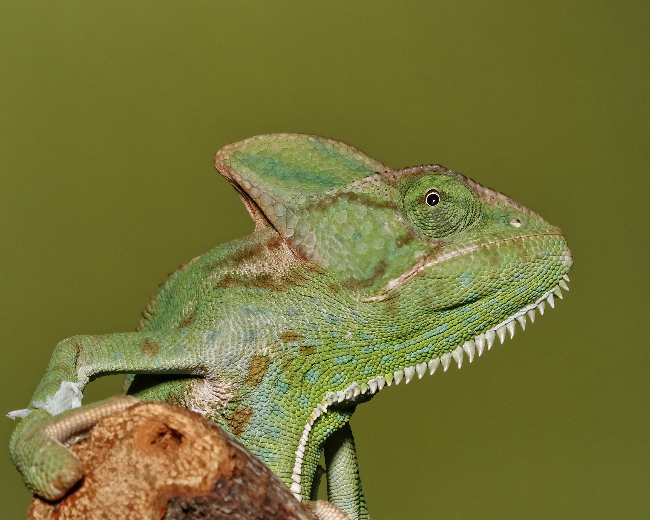 Female Veiled Chamleon