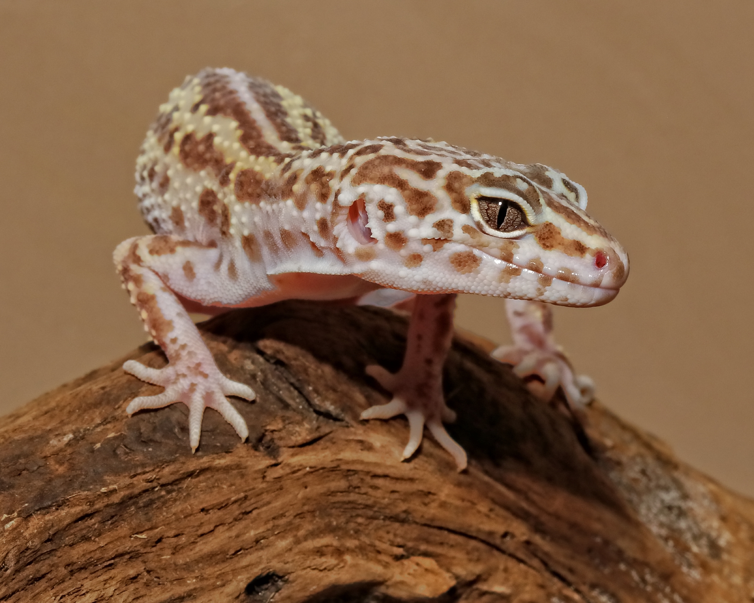 Leopard Gecko….my ancestor was a dinosaur you know..!