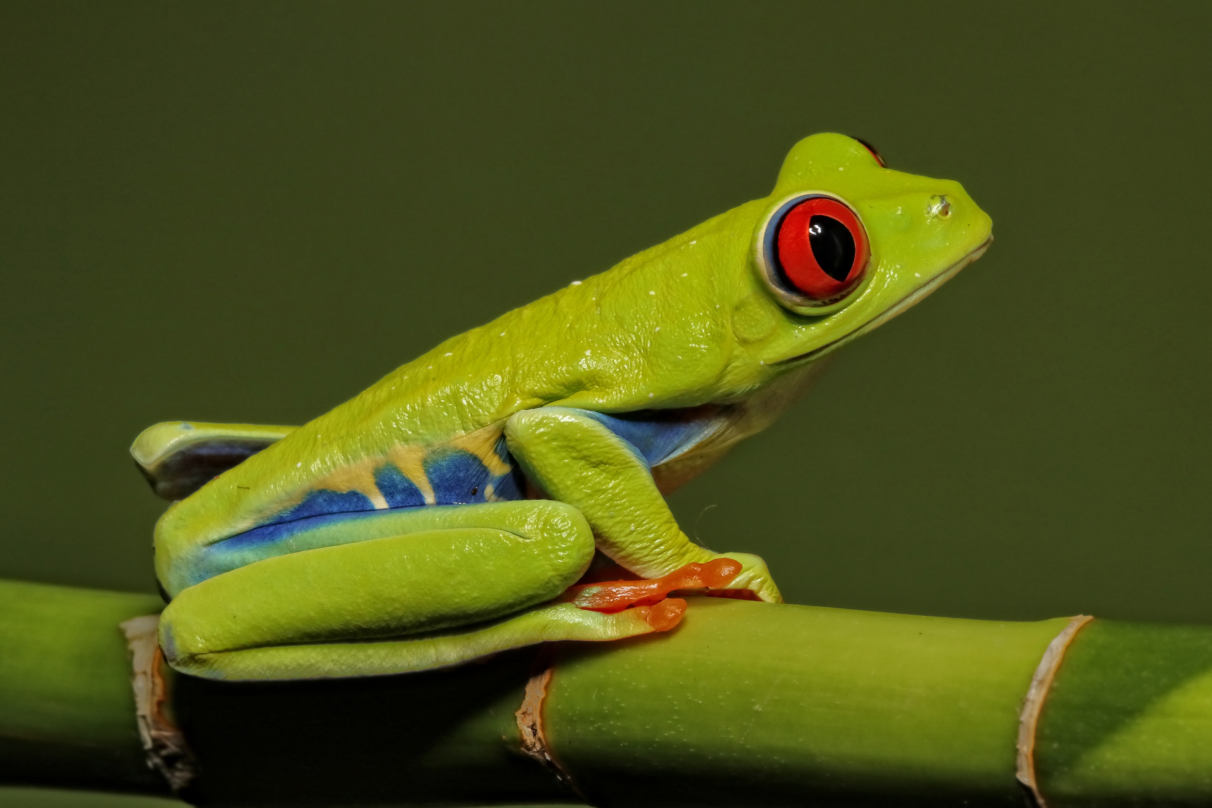 Red Eyed tree Frog
