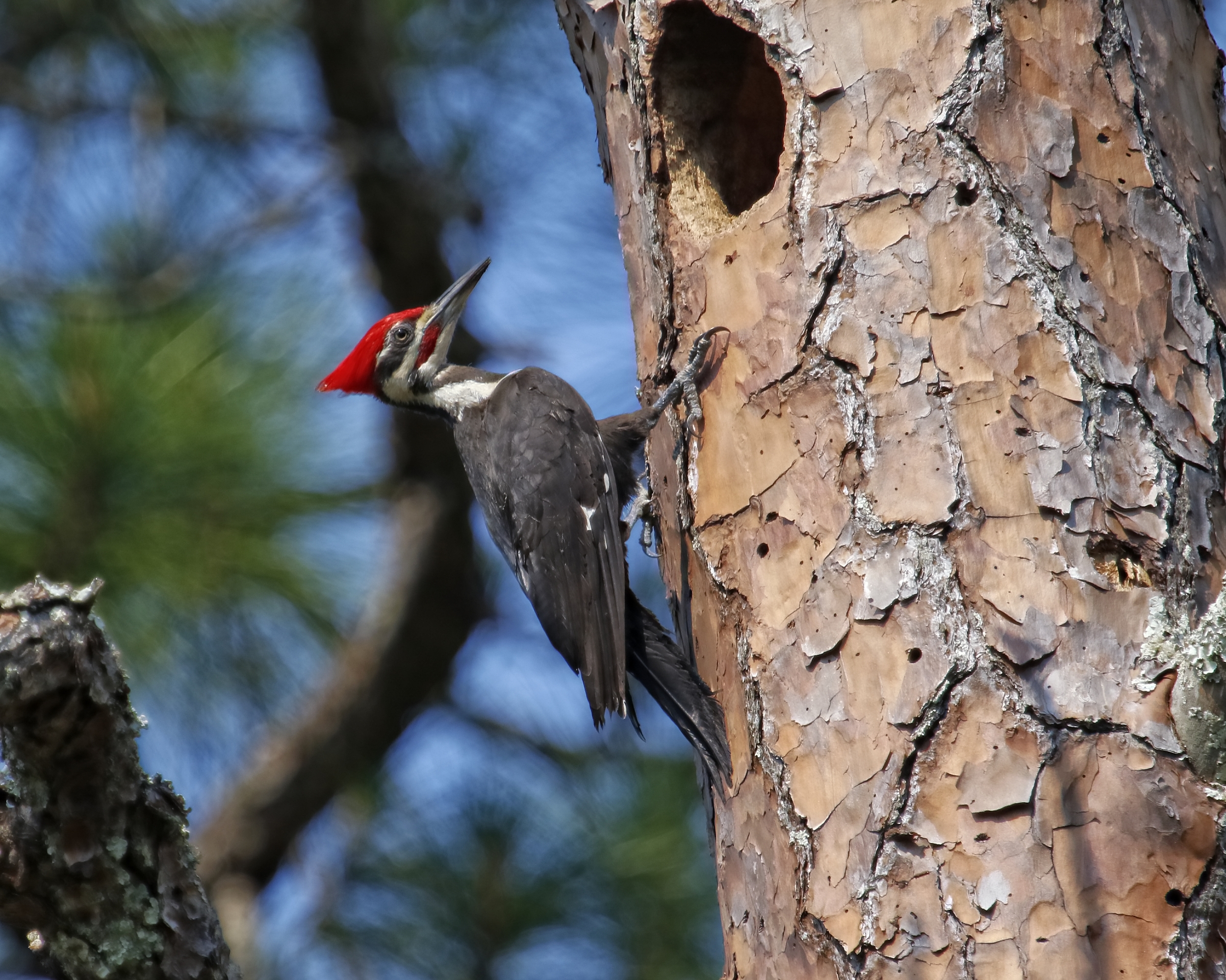 Male Pileated Woodpecker (note red stripe under the beak) at the nest. 