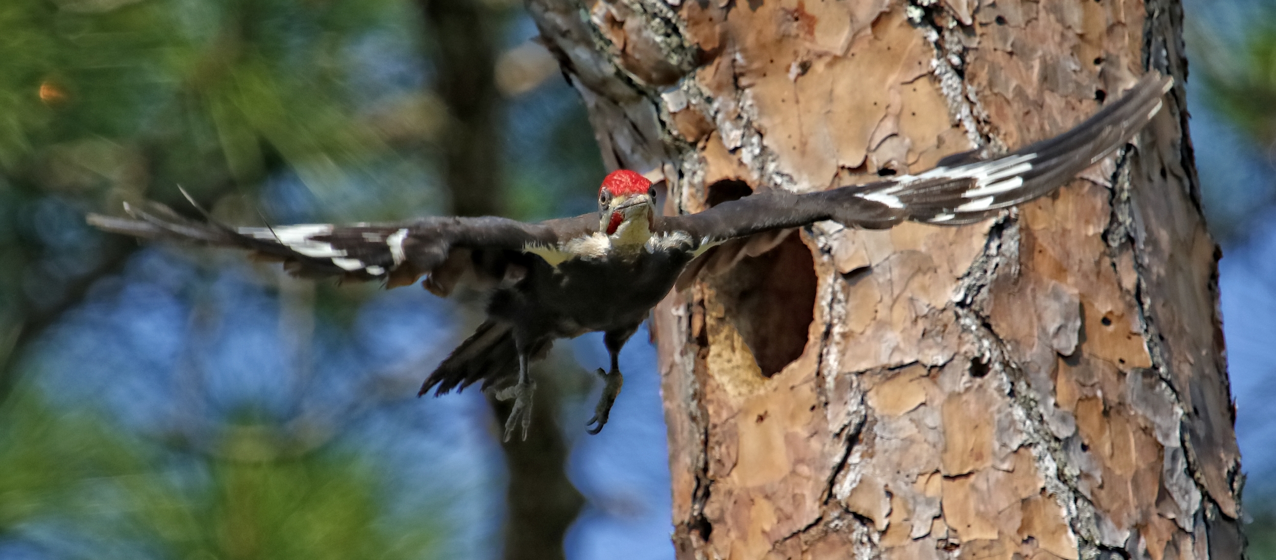 Hey you! Mr Doohickey…can't a woodpecker have some privacy? Want me to peck a hole in your camera?
