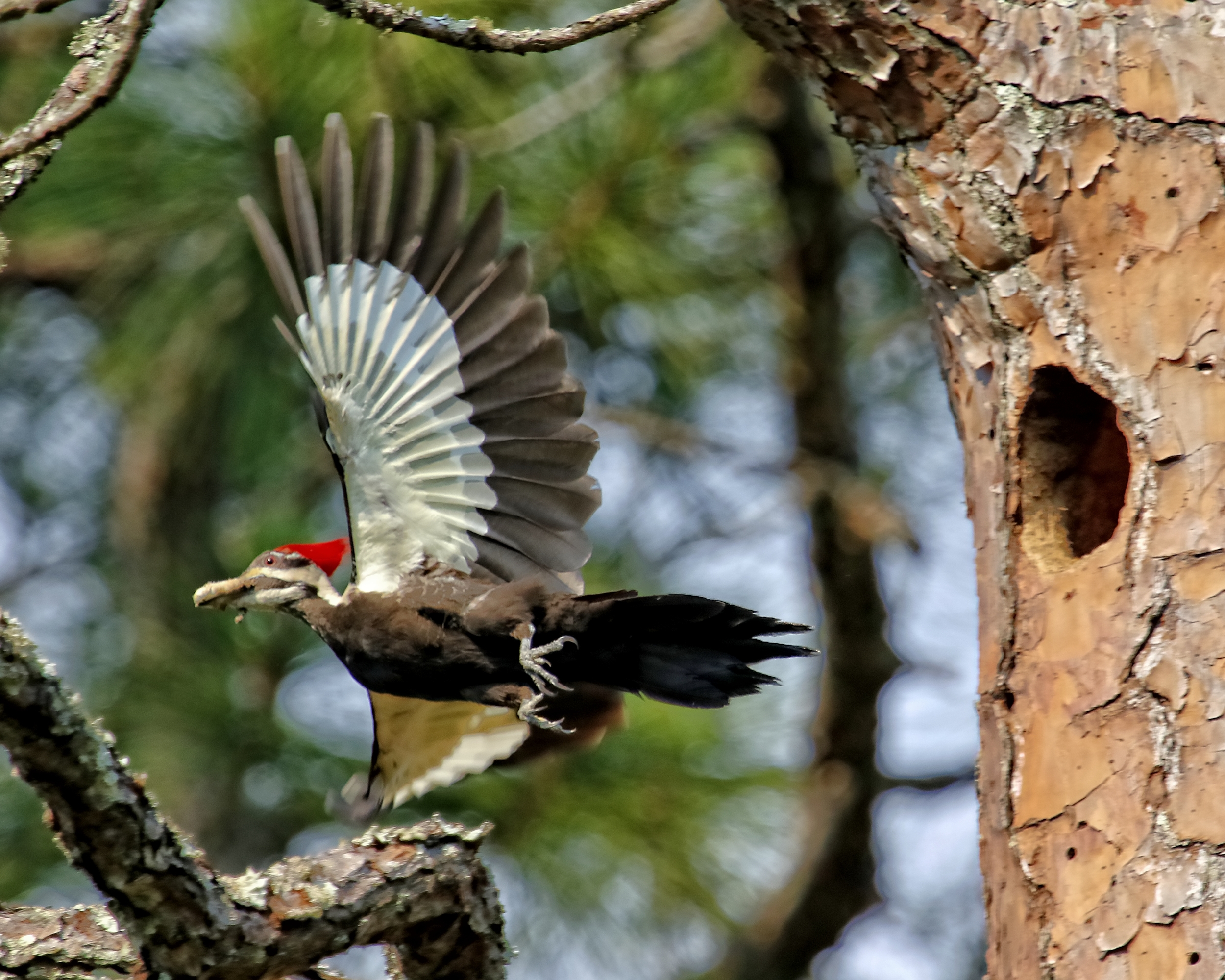 Mom then enters the nest to clean up some woodpecker pooh..then takes it away from the nest..she keeps a clean home..