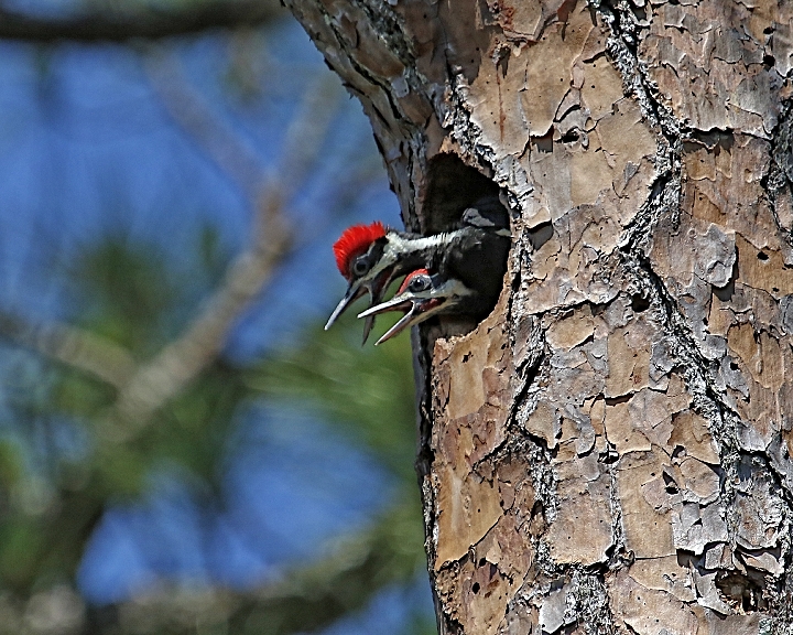 A week later I return to see two little Woodpeckers sticking out of the nest calling for Mom and Dad to bring more food..It later appears both are males. 