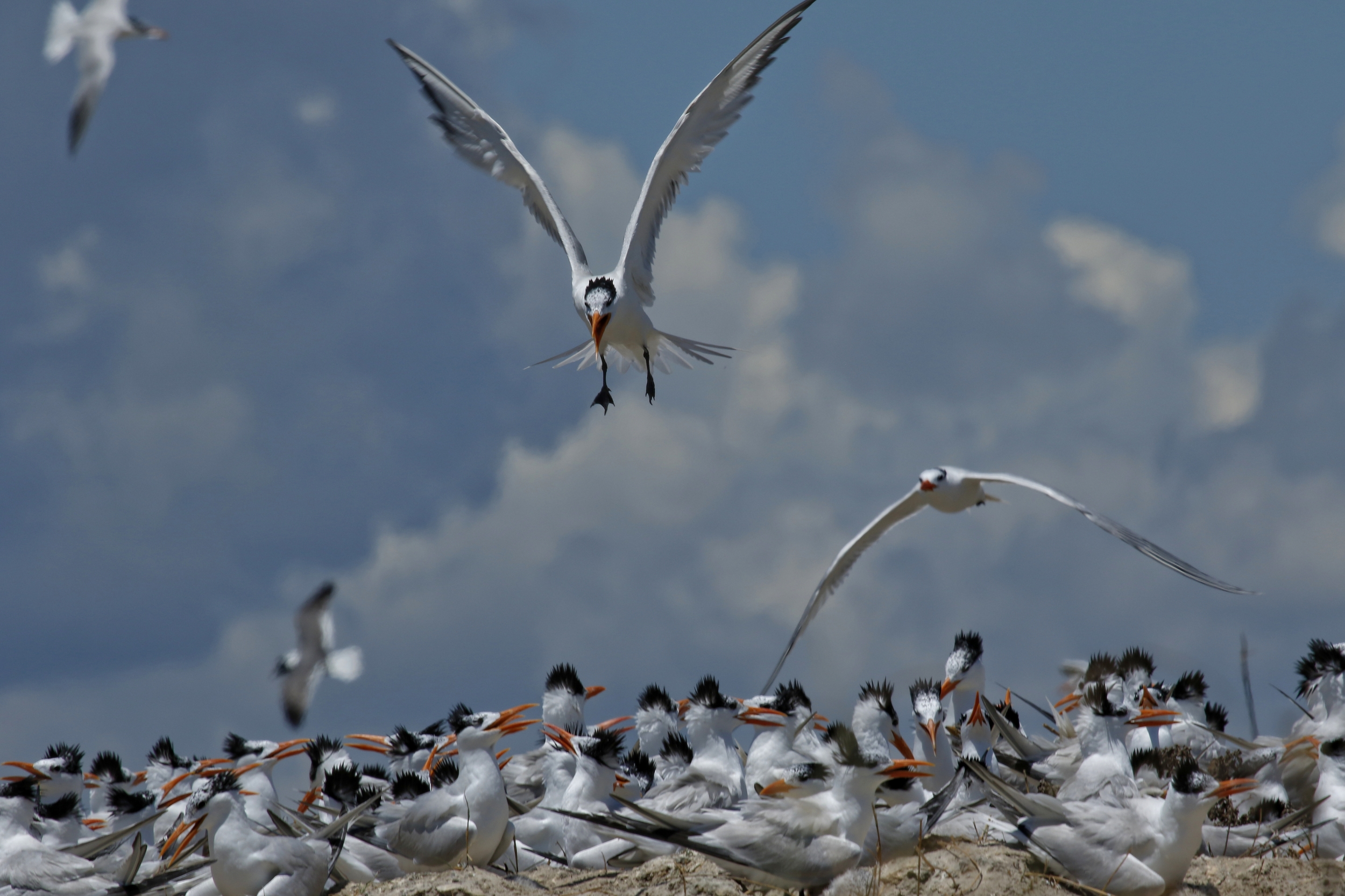 Royal Tern Nursery at Huguenot Park ..the babies are hatching by the hundreds..
