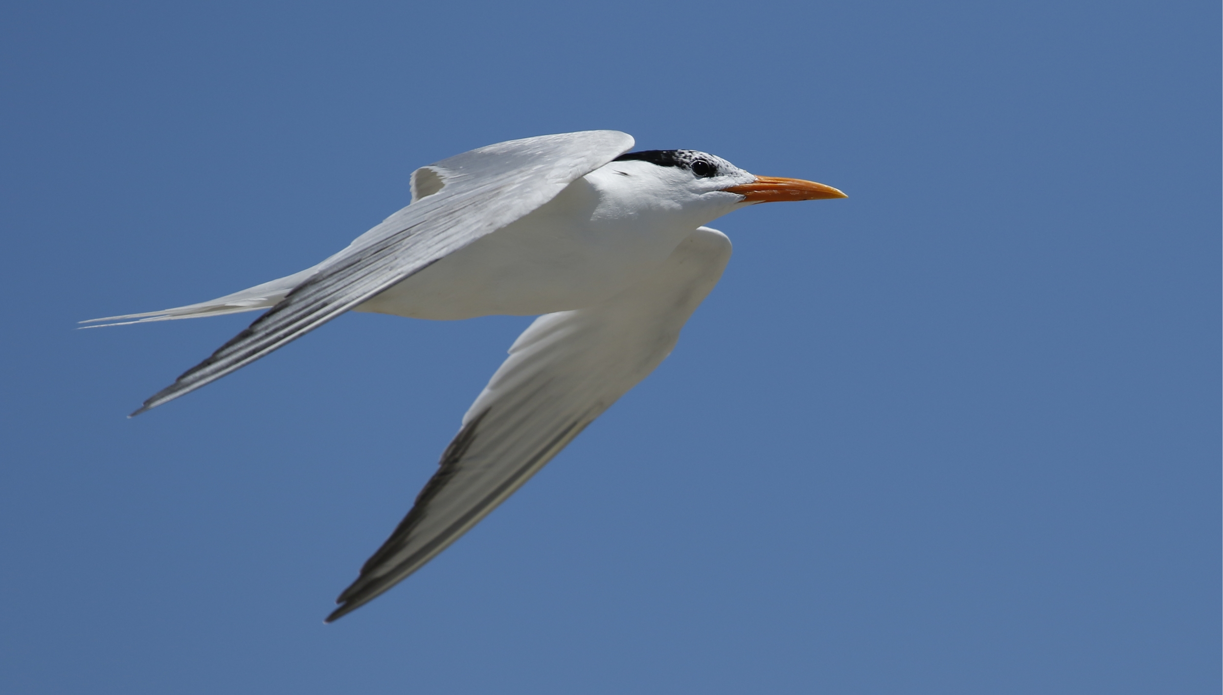 Royal tern heads to ocean to catch fresh minnows and shrimp..