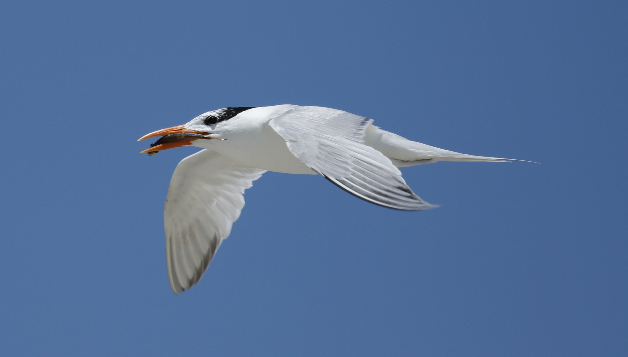 Got fish? Many more are needed to feed the hungry beaks waiting in the dunes..