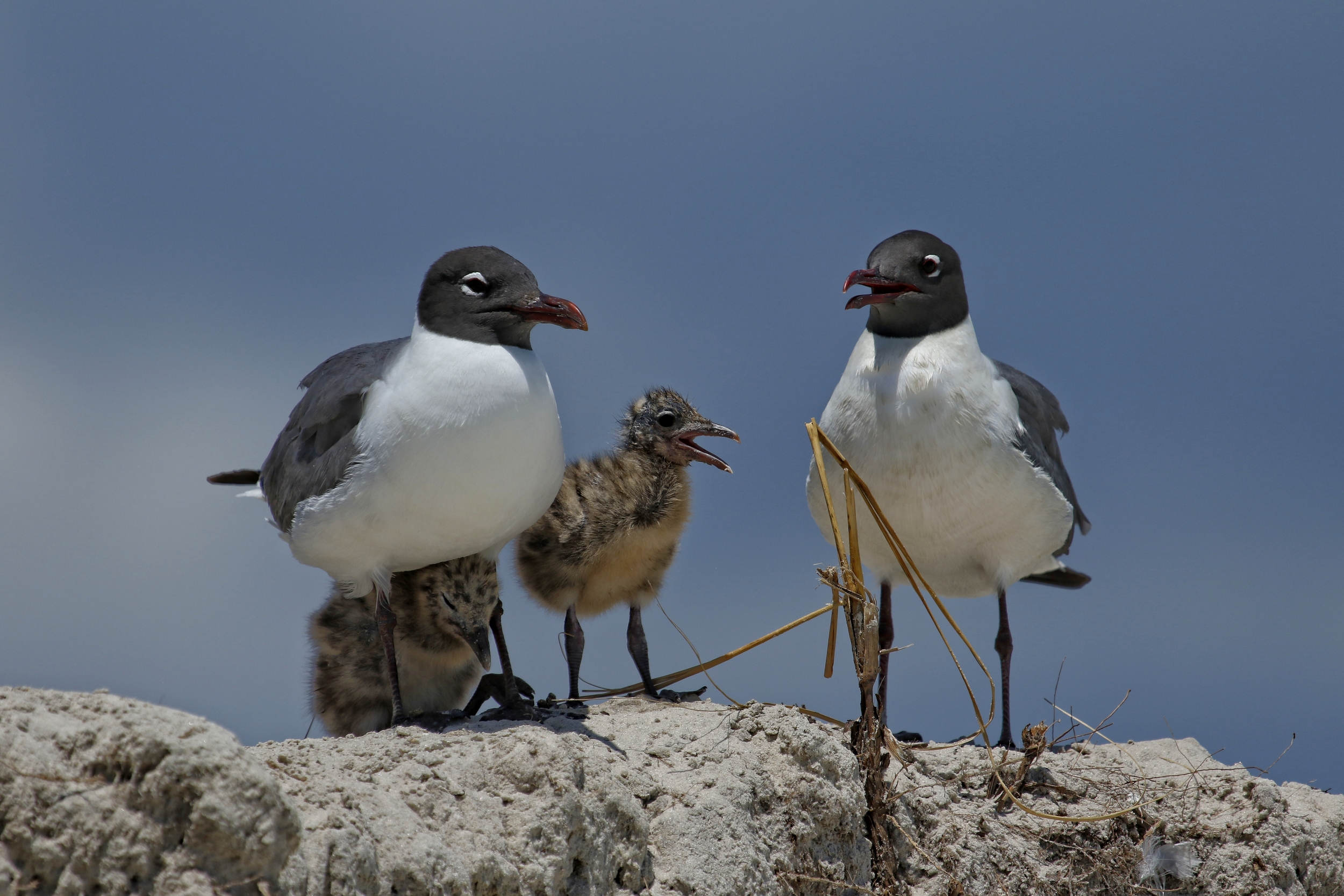 Laughing Gulls with a pair of laughing hungry chicks wait for a meal..