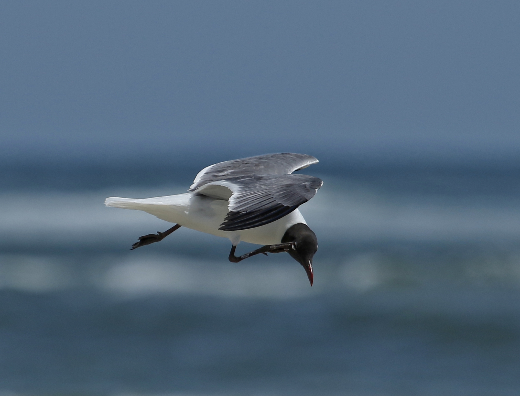 This Laughing Gull is itching to catch a fish..!